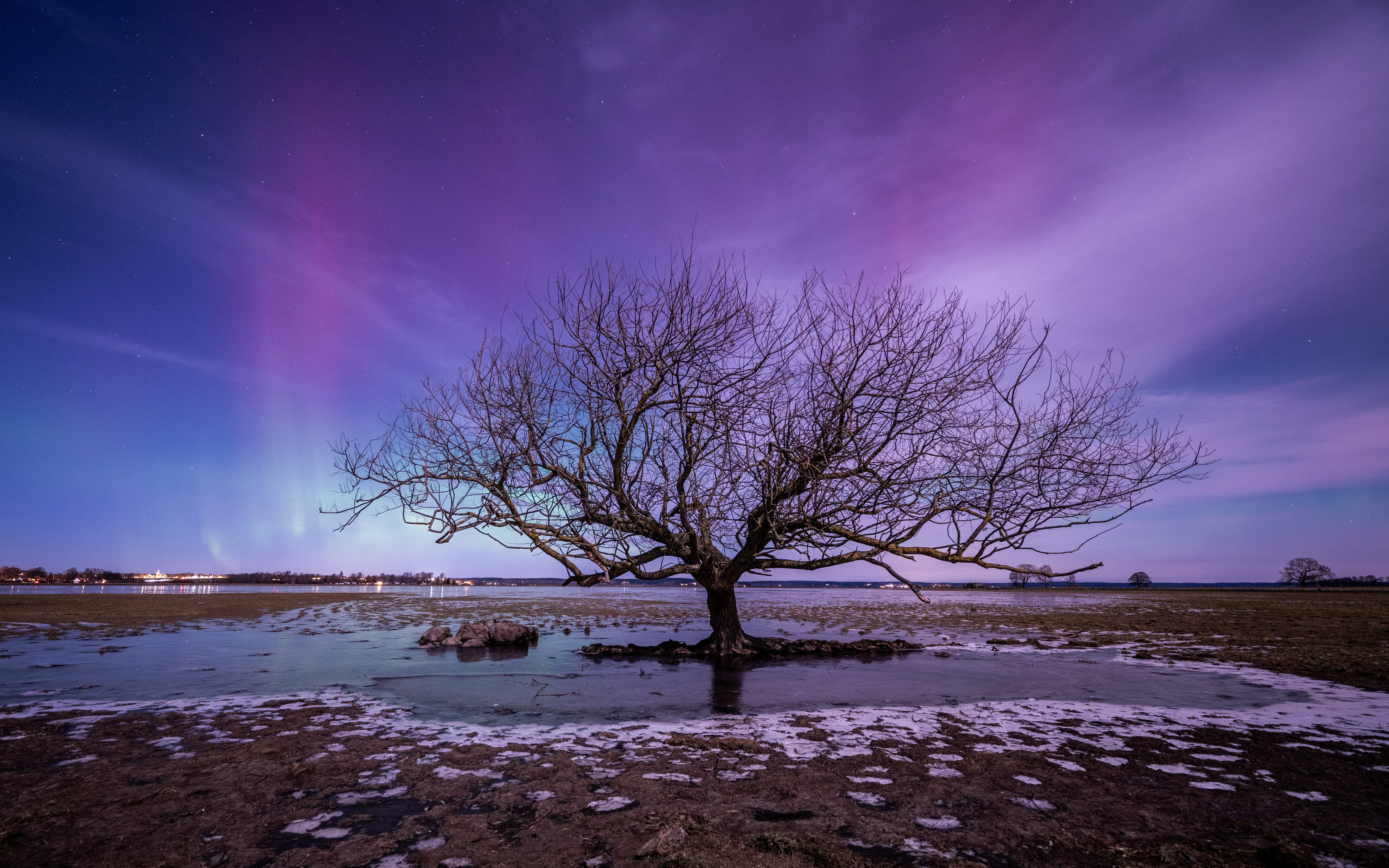 Bare tree under Aurora Borealis HD Wallpaper