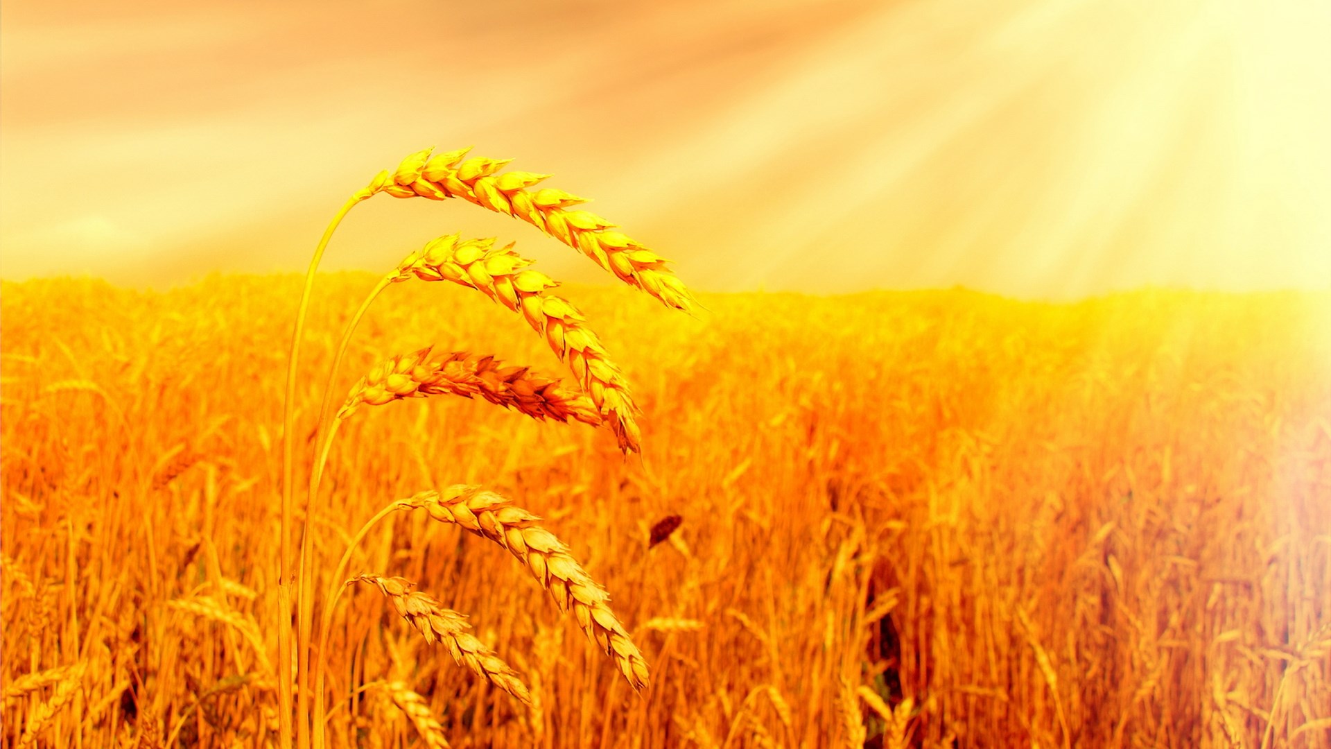 Wheat field under the sun HD Wallpaper