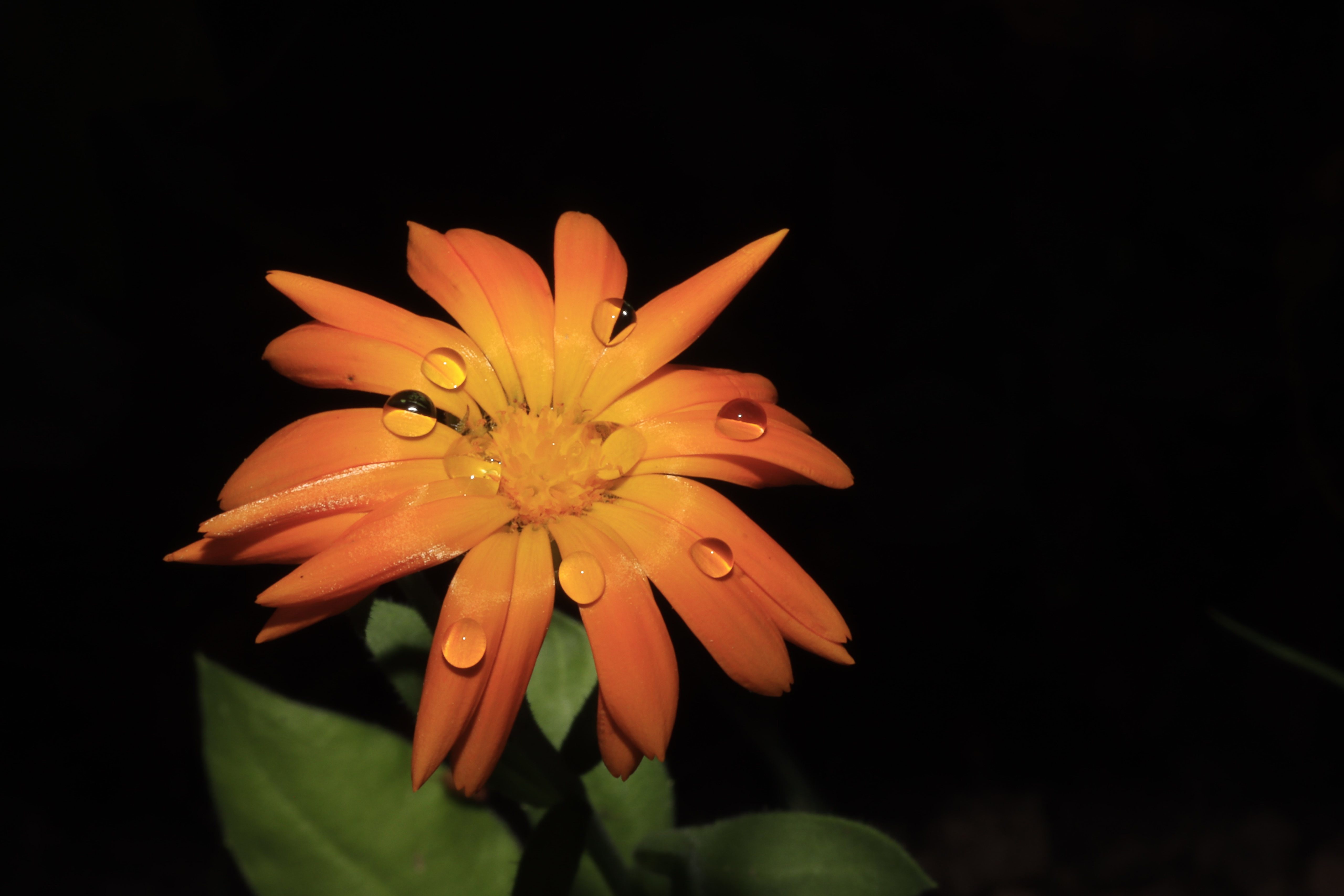 Orange flower with water drops on black background HD Wallpaper