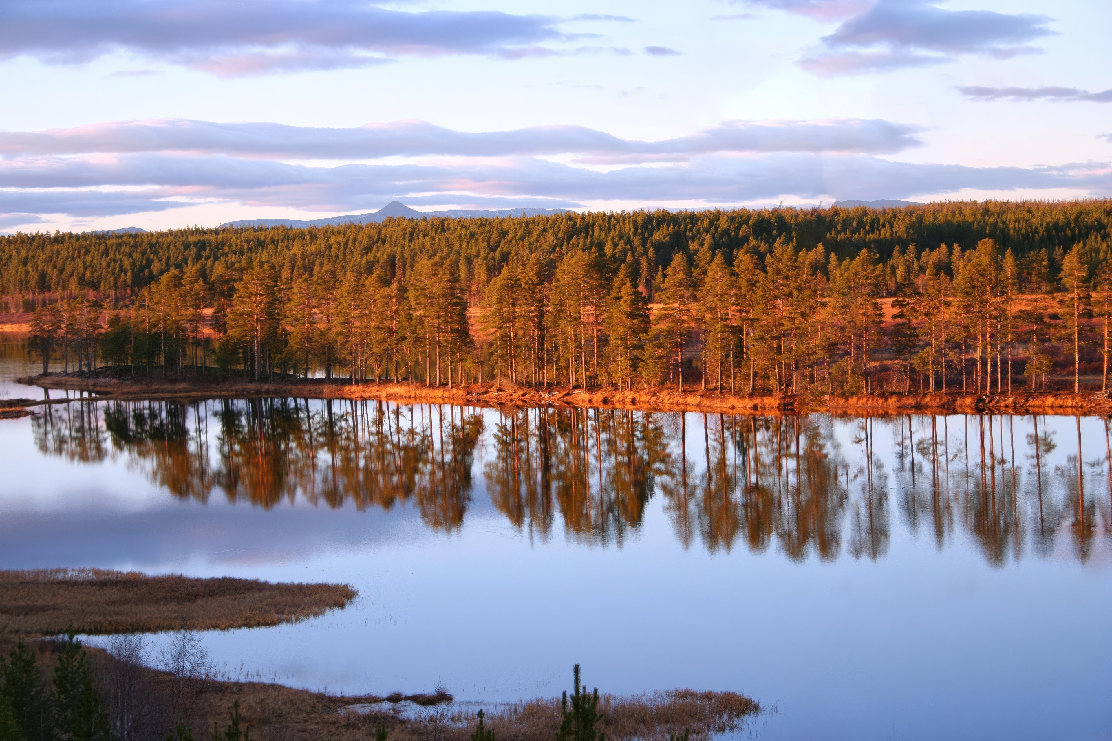 Forest and lake reflection at sunset HD Wallpaper