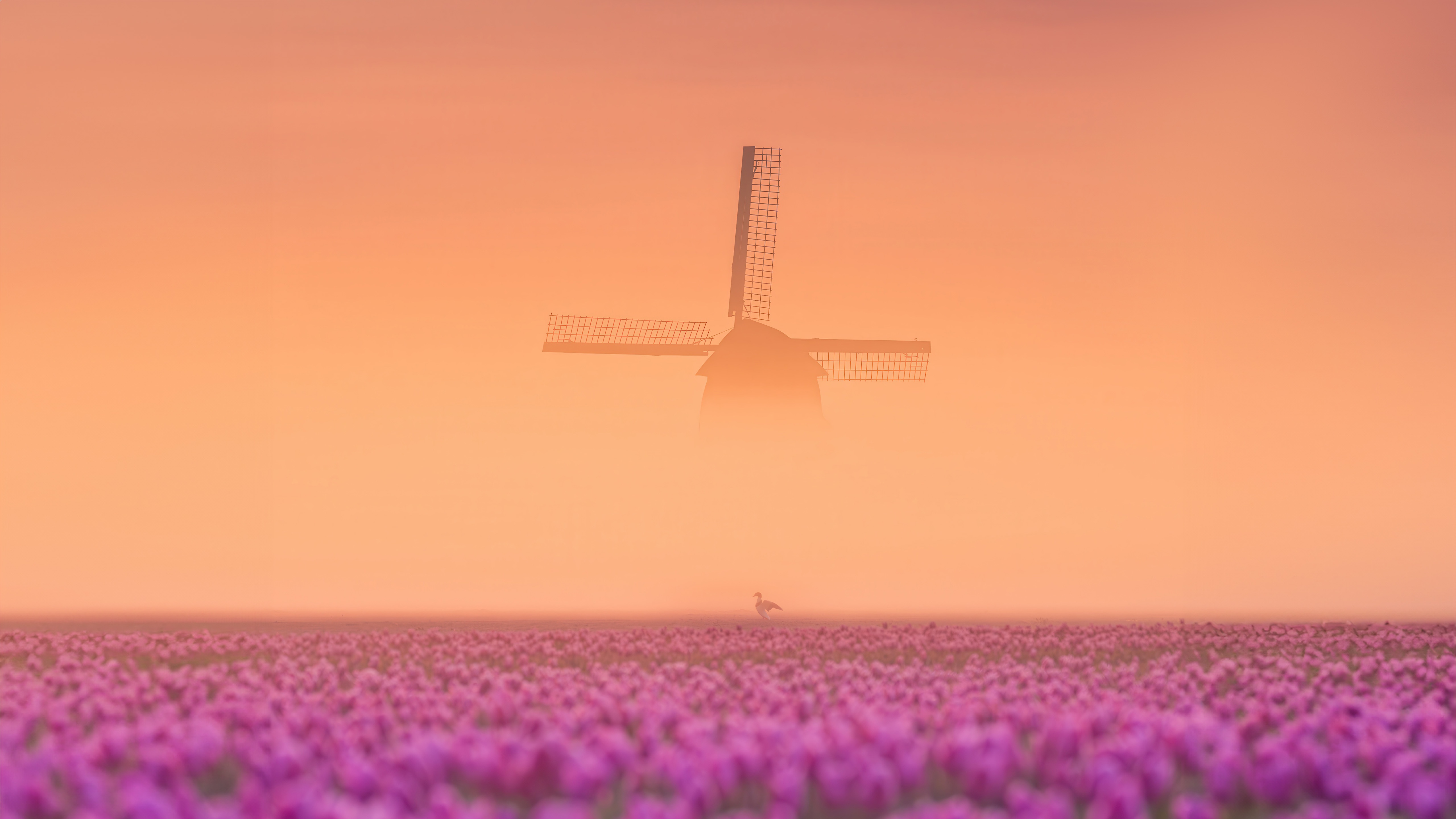 Tulip Field with Windmill in the Netherlands HD Wallpaper