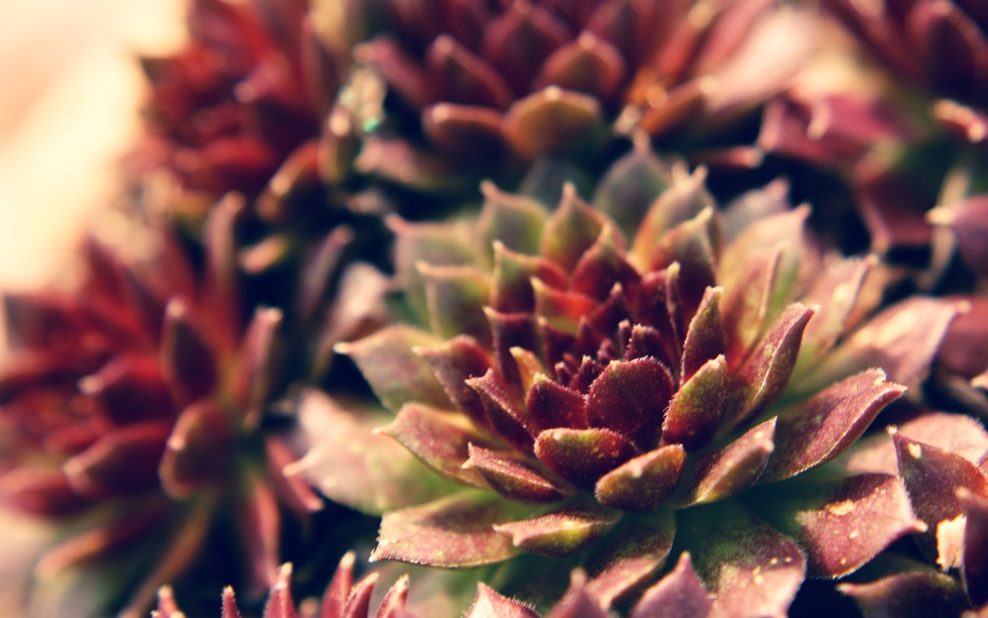 Close-up of purple and green succulents HD Wallpaper