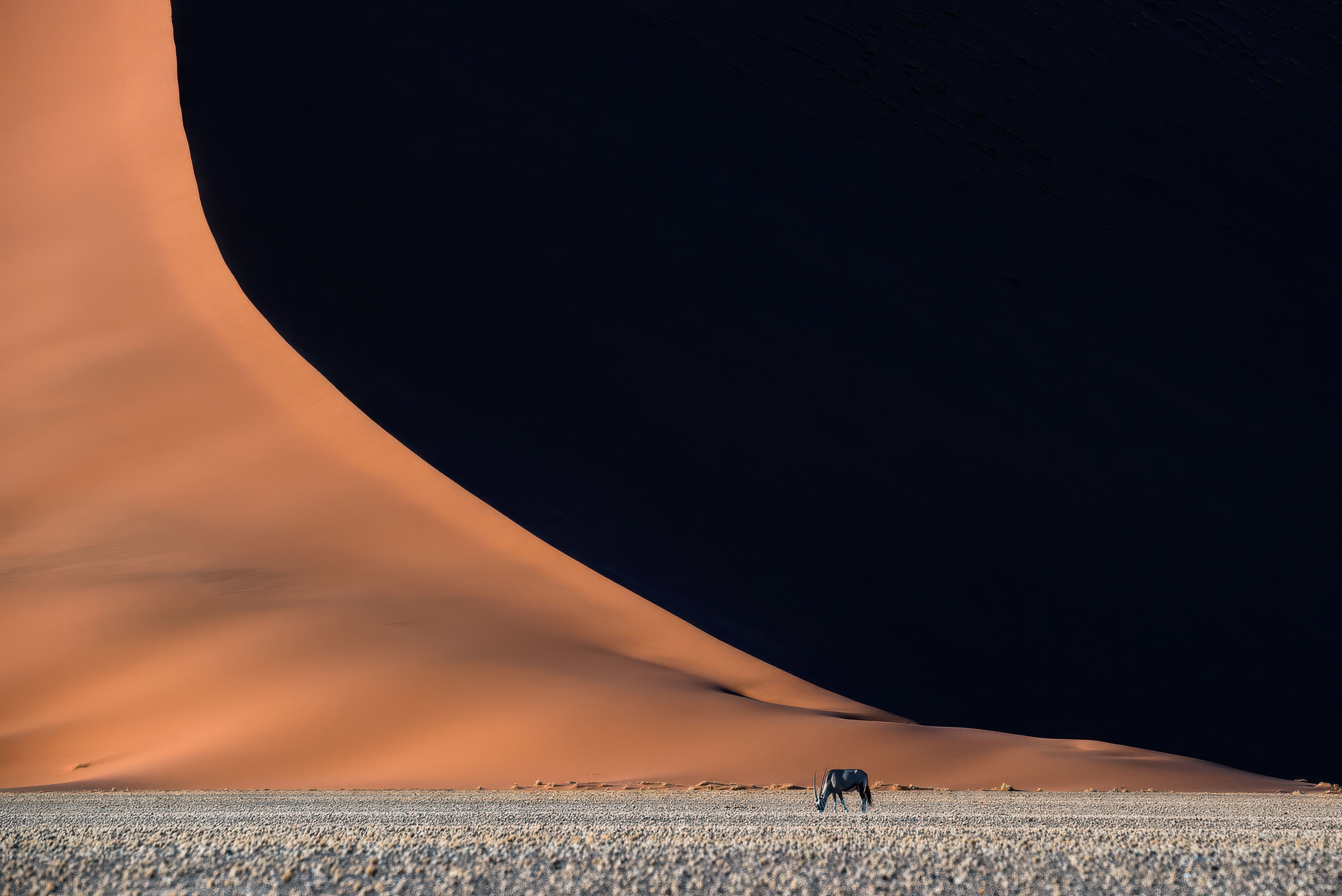 Oryx grazing in the Namib Desert dunes HD Wallpaper