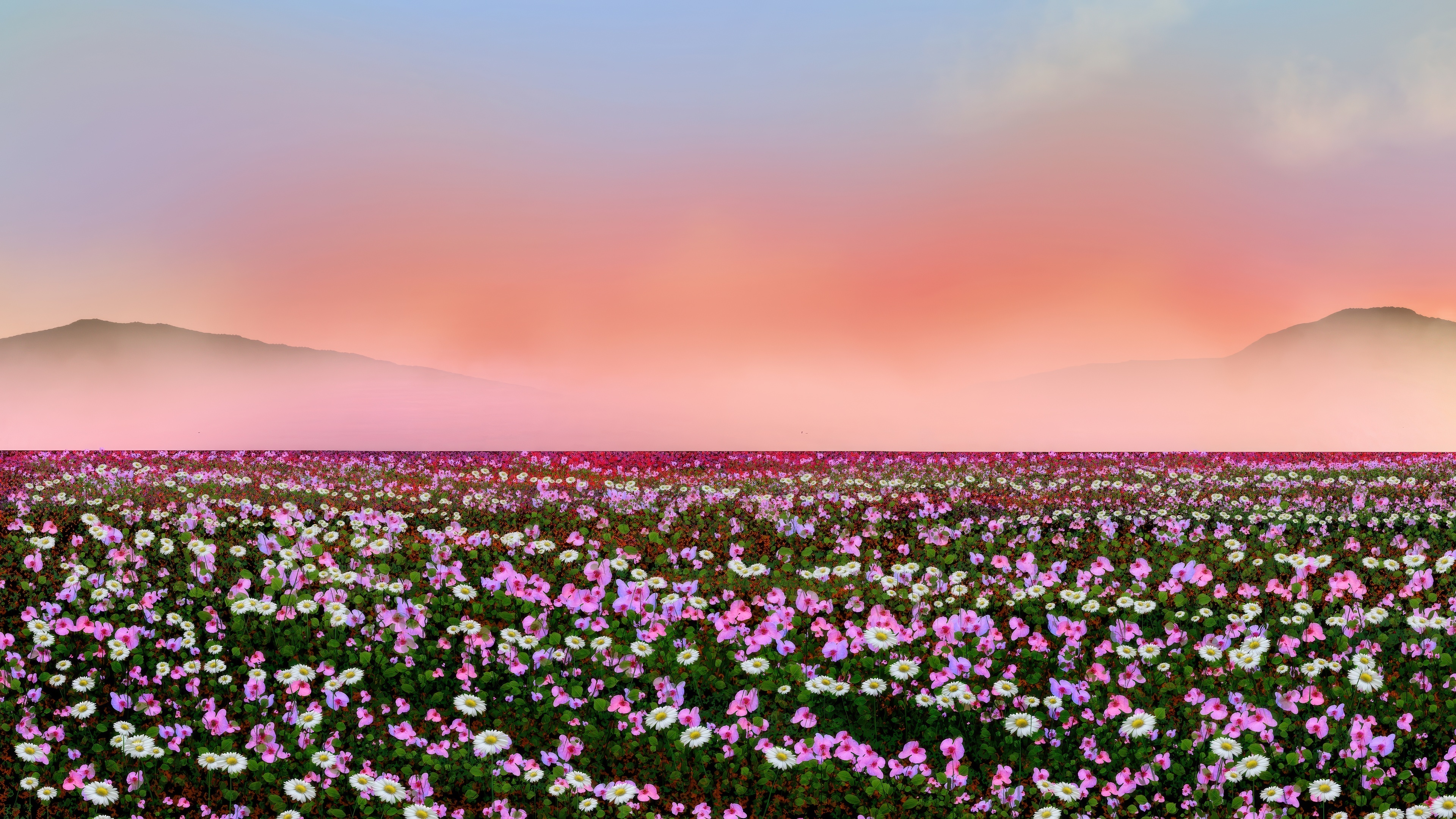 Field of pink and white cosmos flowers at sunset HD Wallpaper
