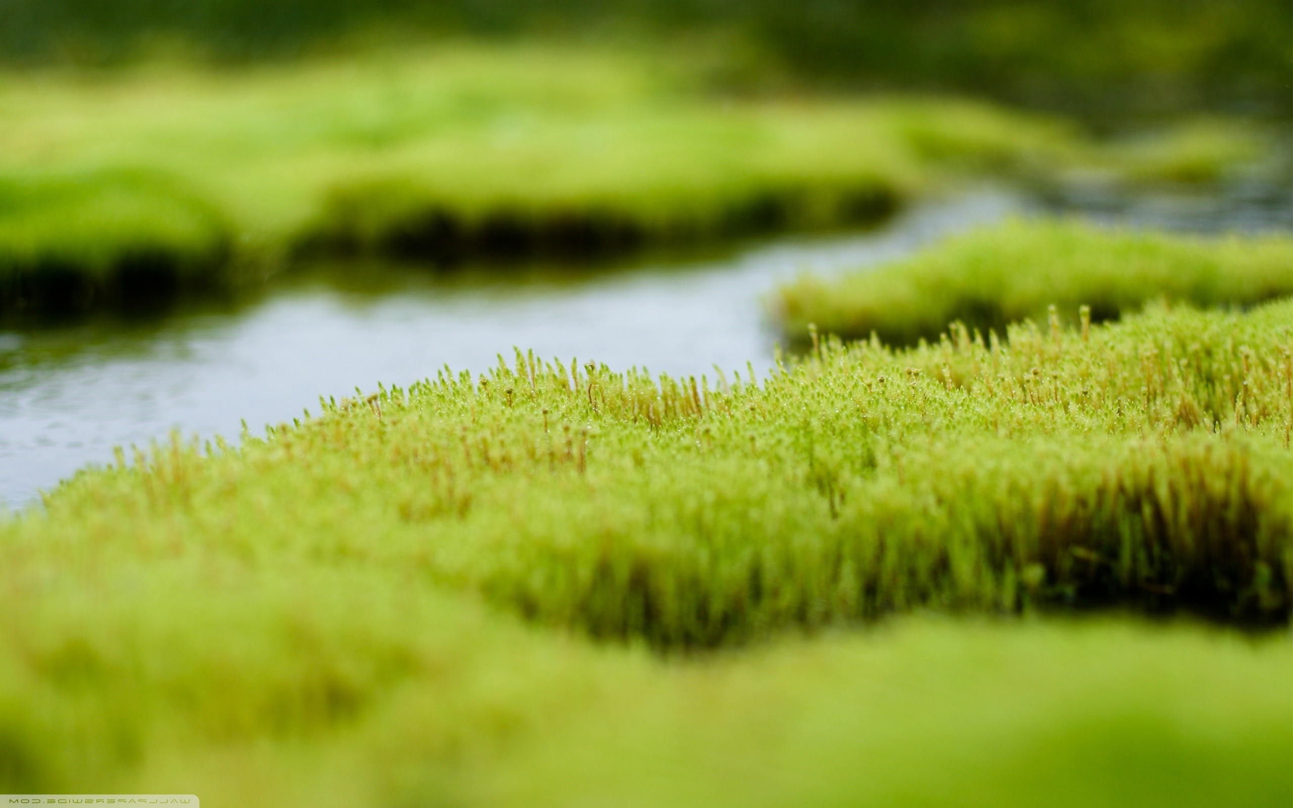 Macro shot of moss with shallow depth of field HD Wallpaper