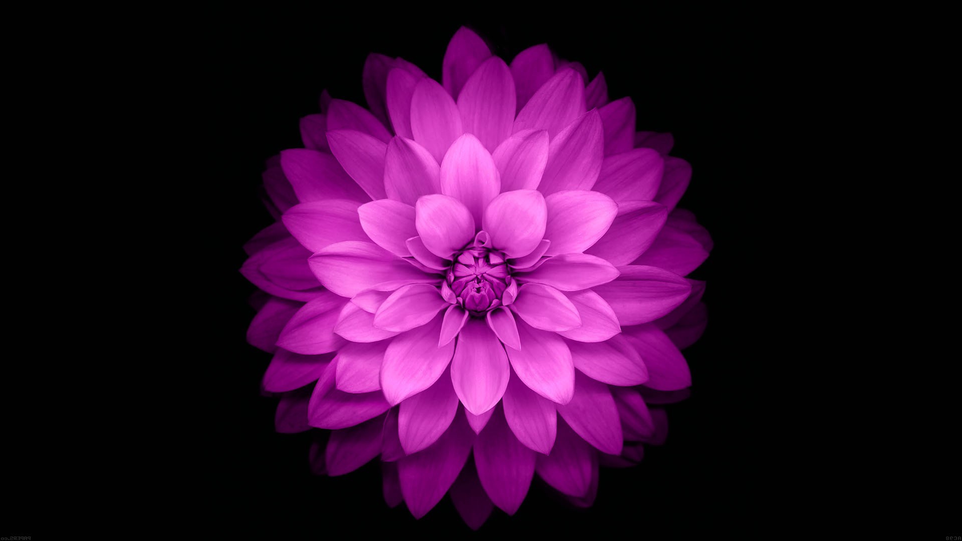 Purple flower on black background HD Wallpaper