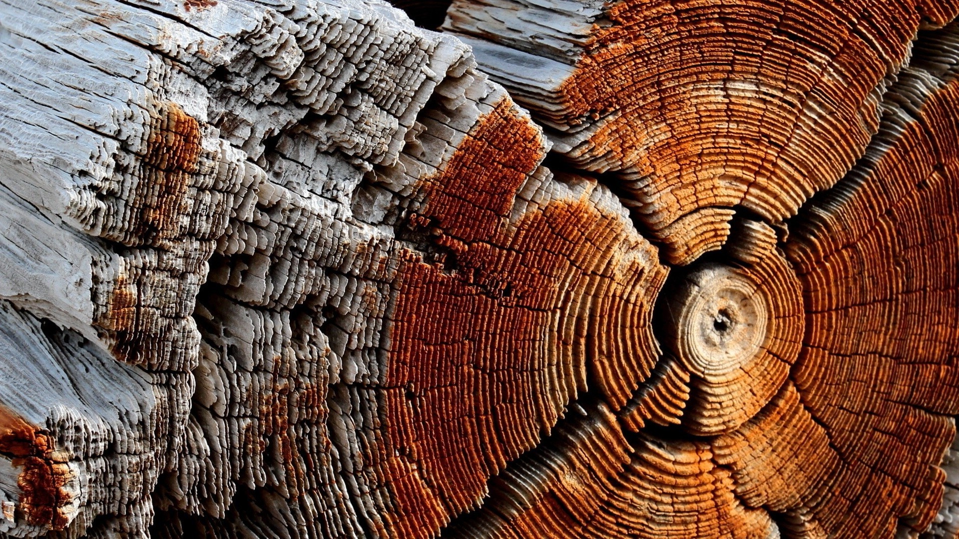 Close-up of Weathered Tree Rings and Texture HD Wallpaper