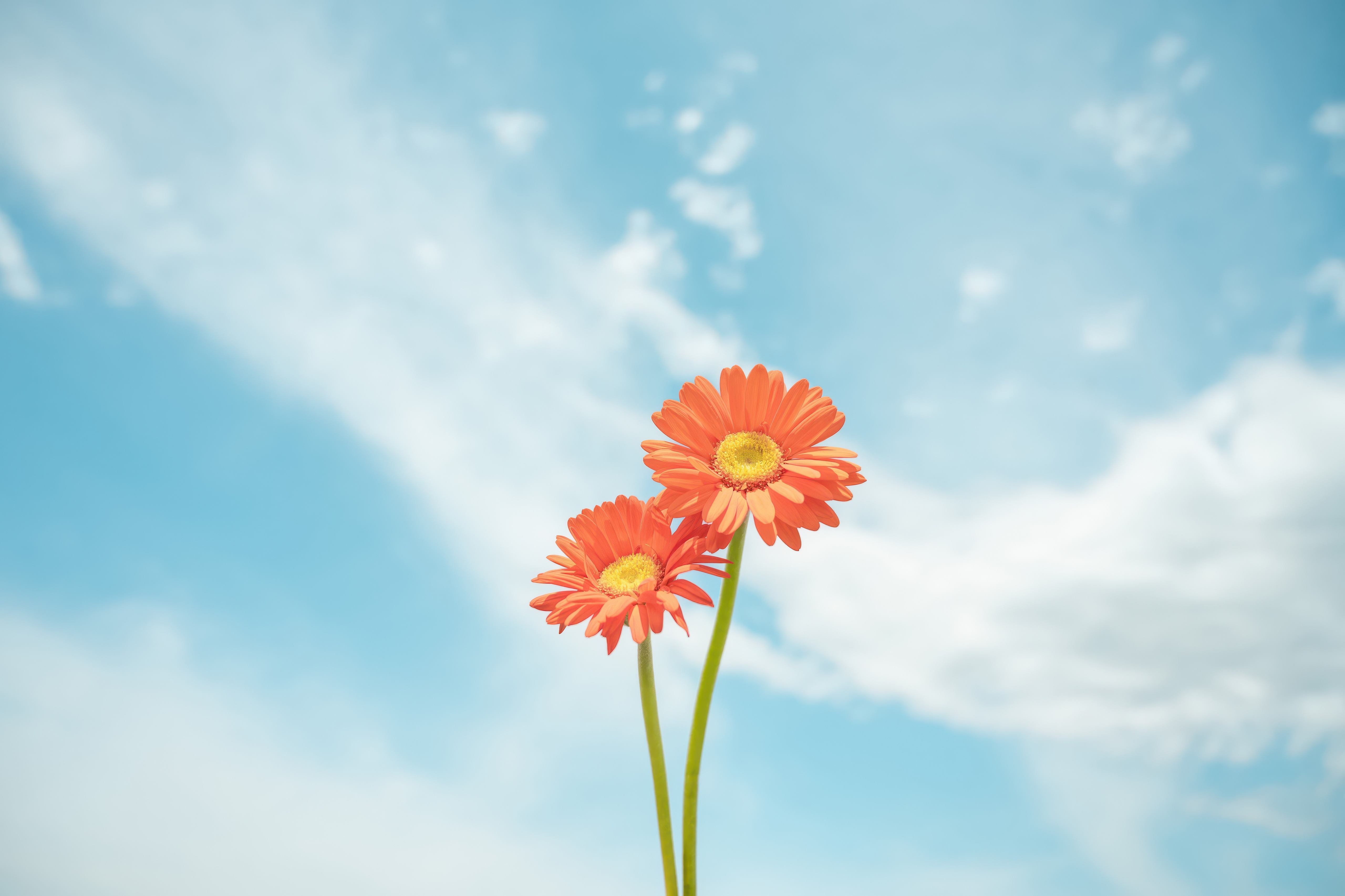 Two orange gerbera daisies against a blue sky HD Wallpaper