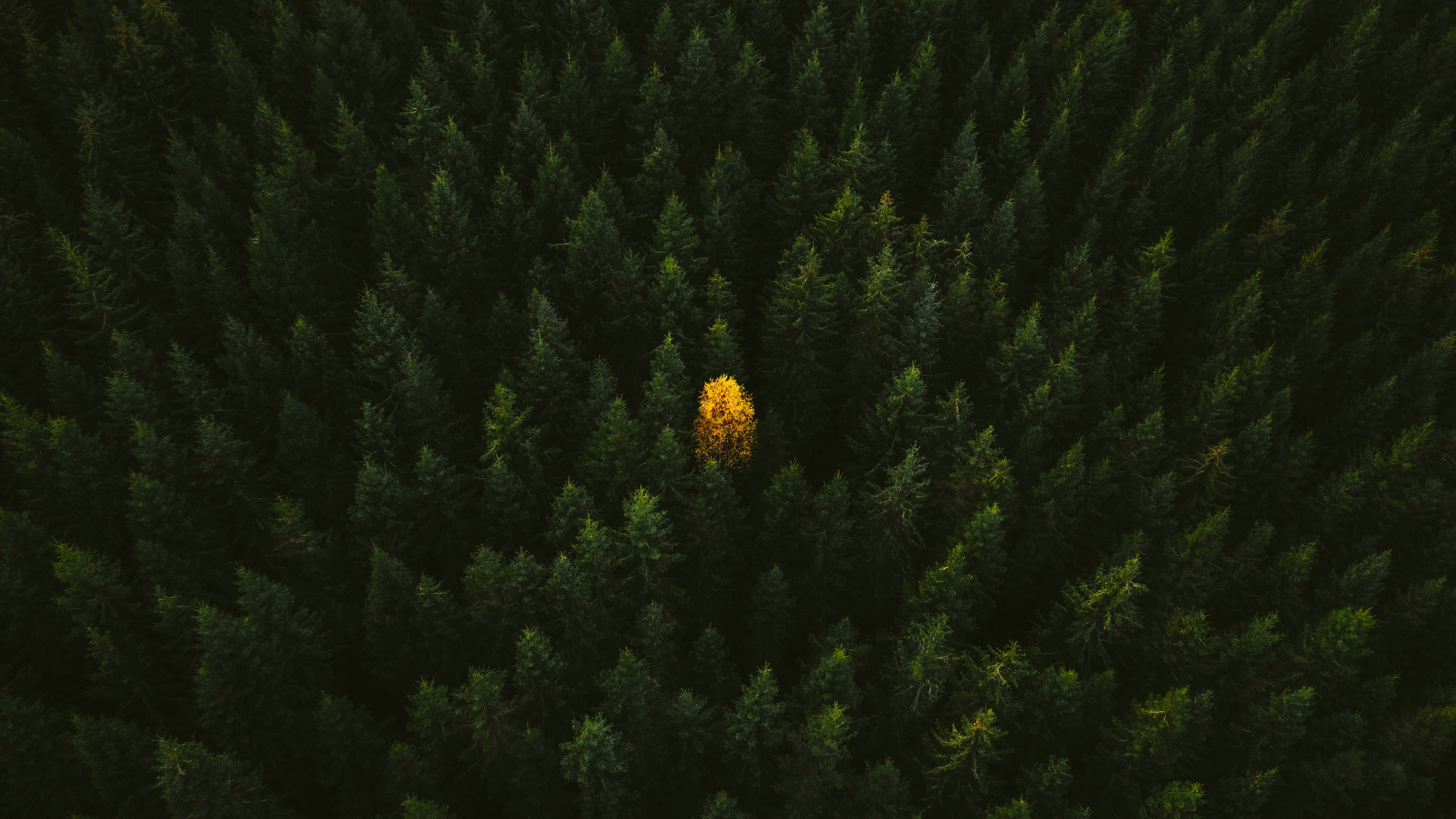 Aerial view of a yellow tree in a dark forest HD Wallpaper