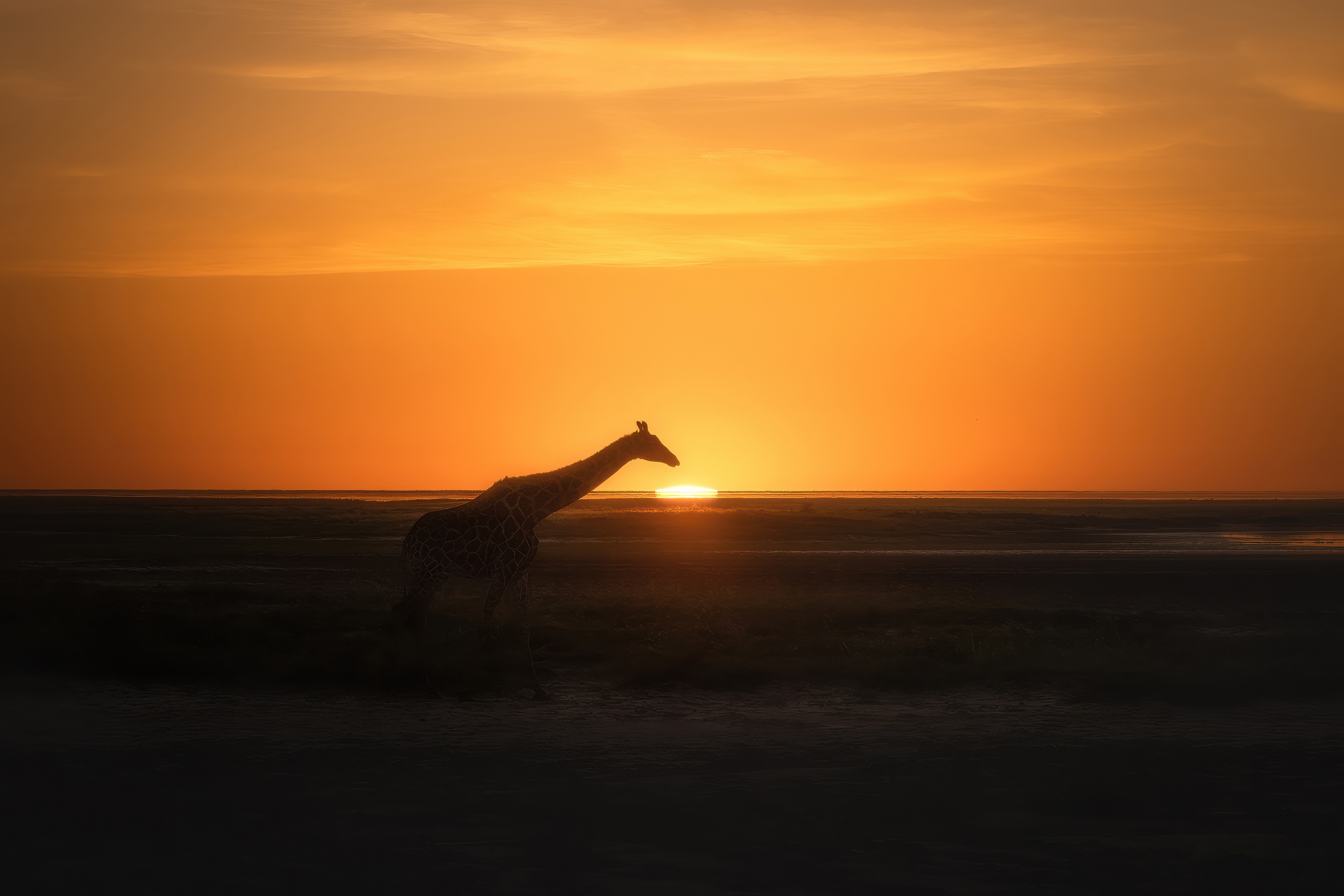 Giraffe silhouetted against a sunset HD Wallpaper