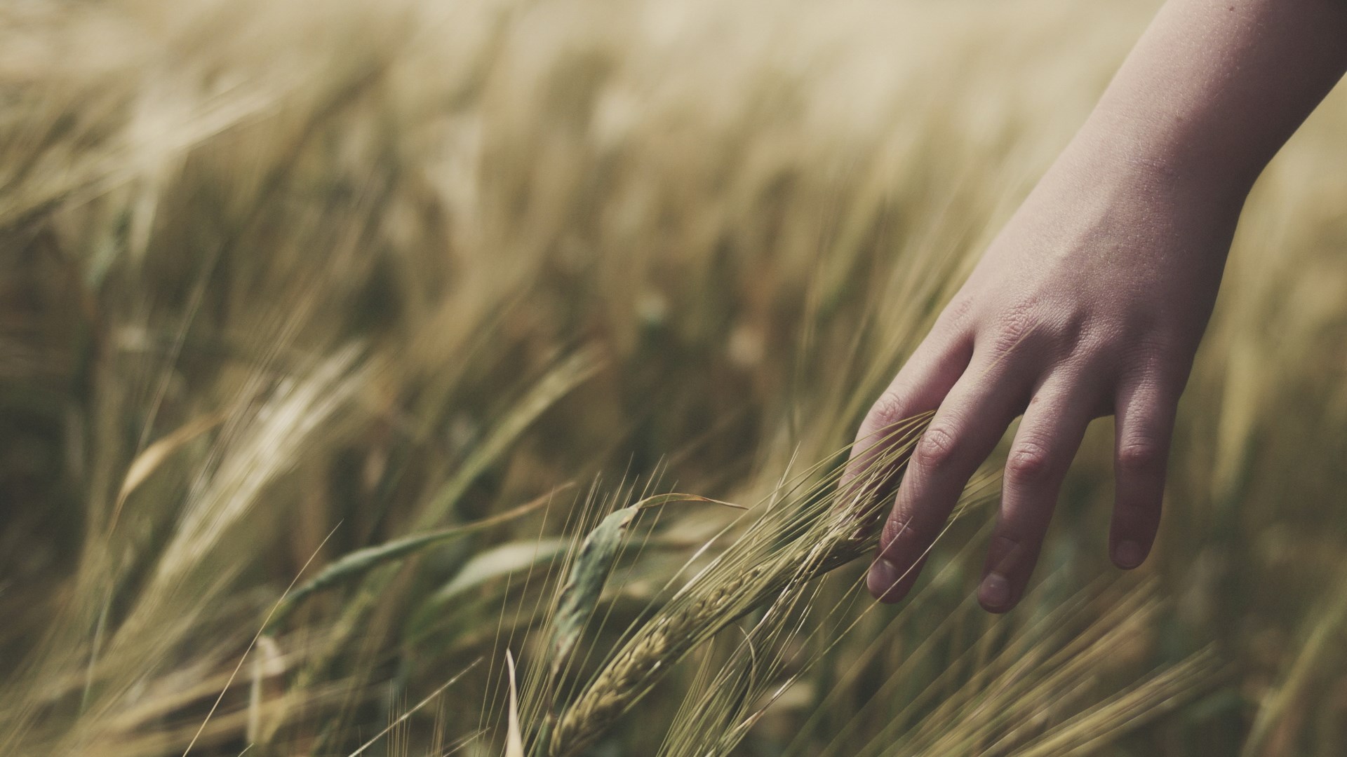 Hand touching wheat field HD Wallpaper