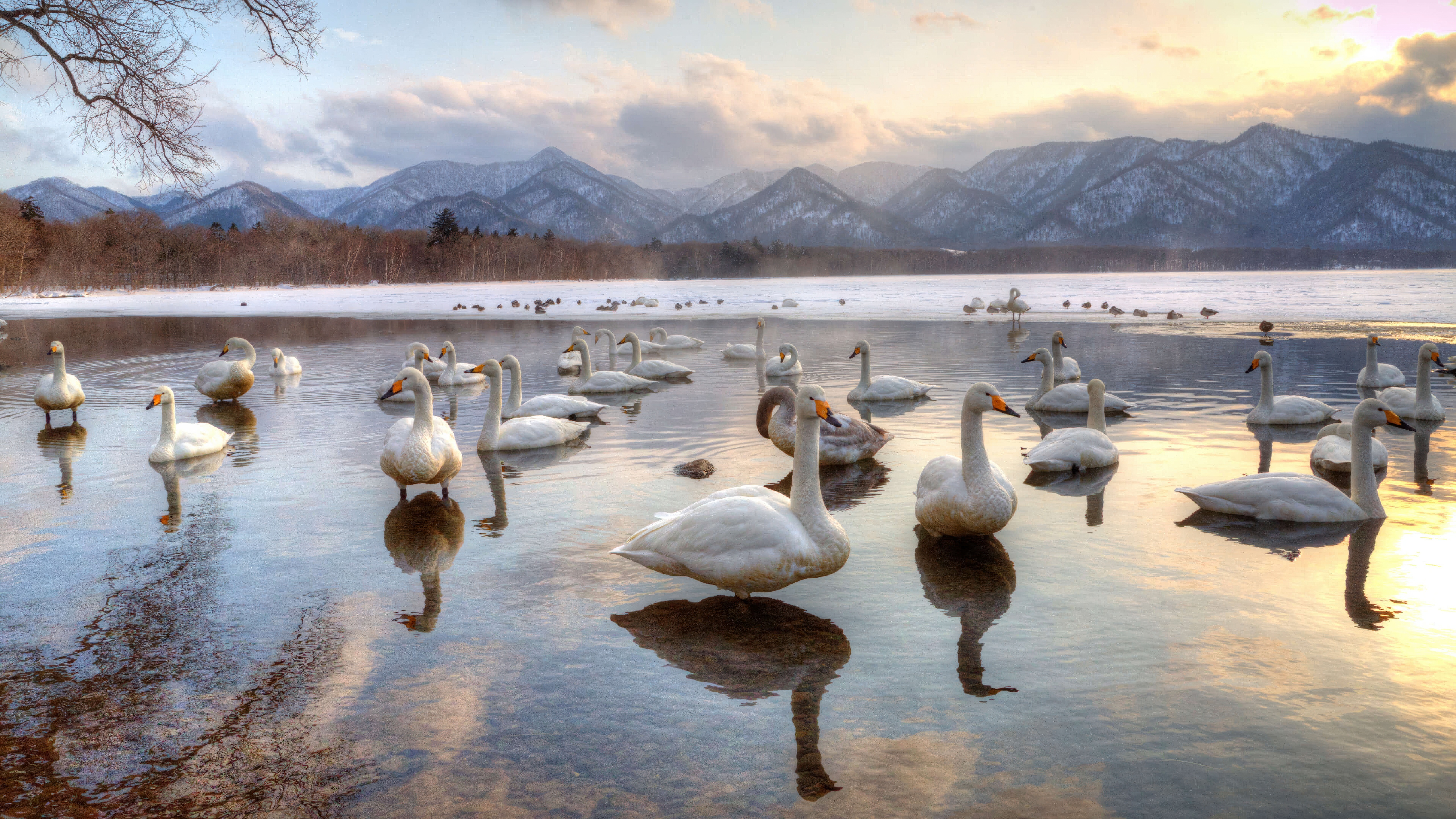 Swans on Lake Kussharo, Hokkaido HD Wallpaper