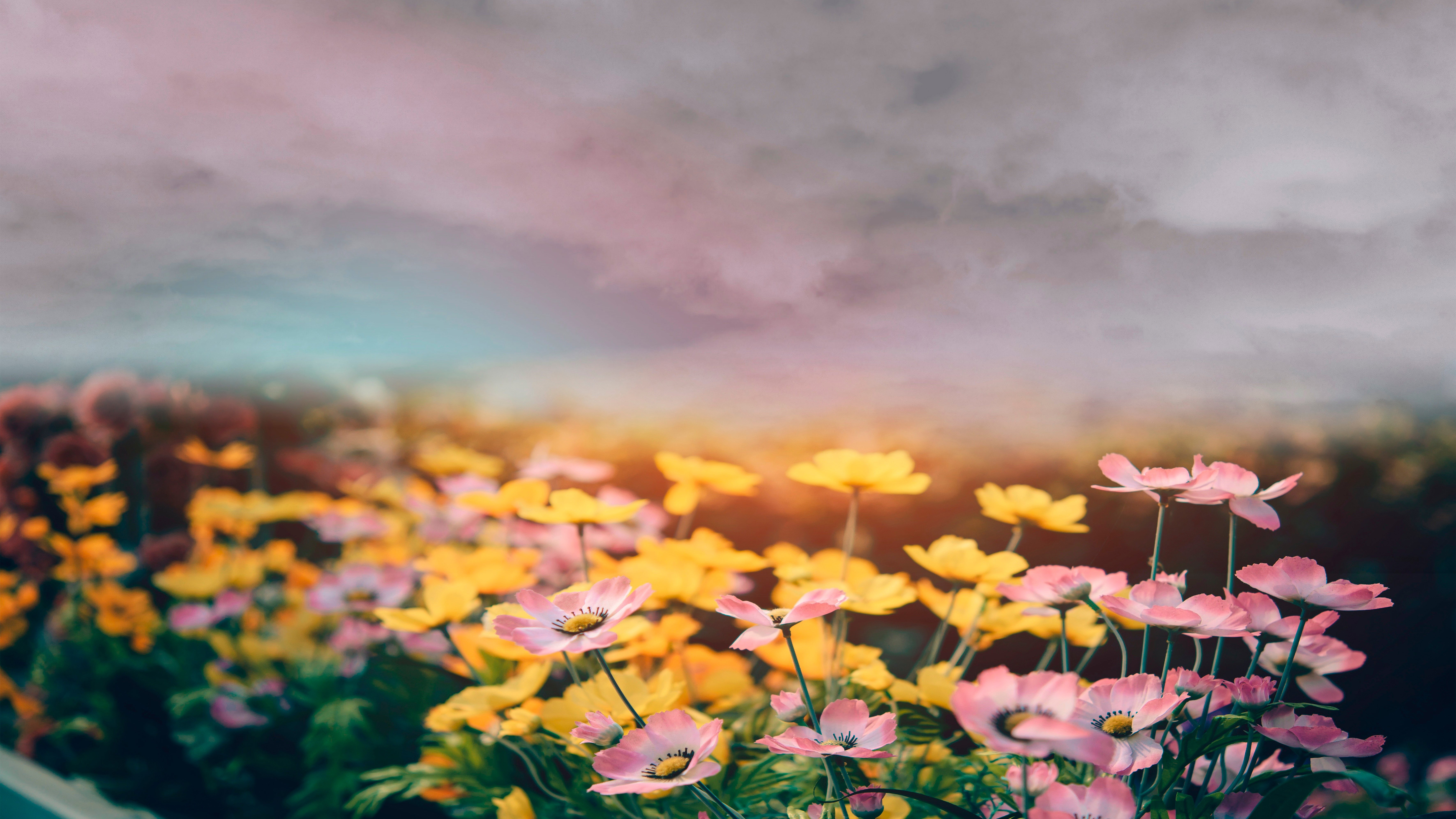 Field of pink and yellow cosmos flowers under a cloudy sky HD Wallpaper