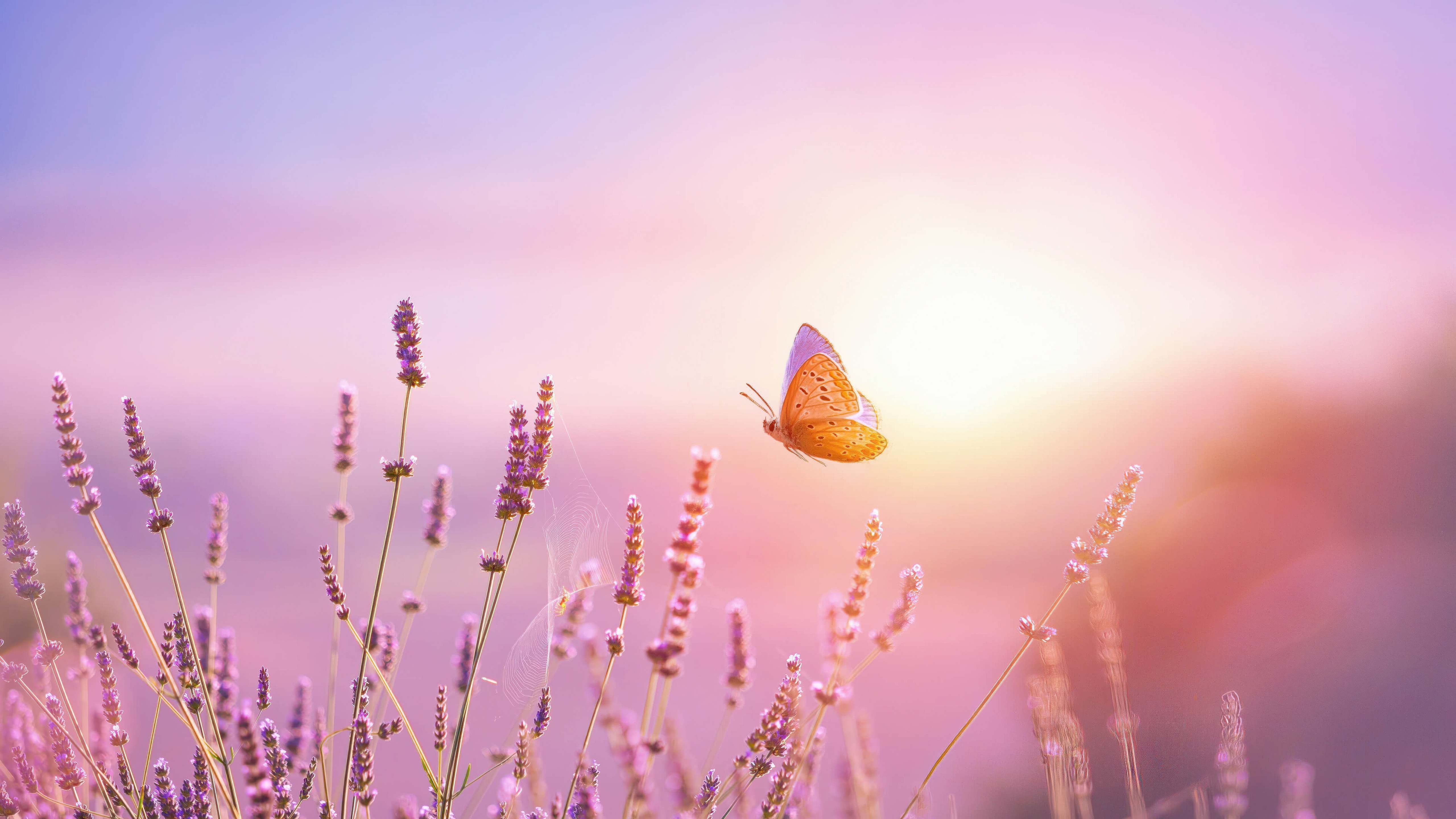 Butterfly in Lavender Field at Sunrise in France HD Wallpaper