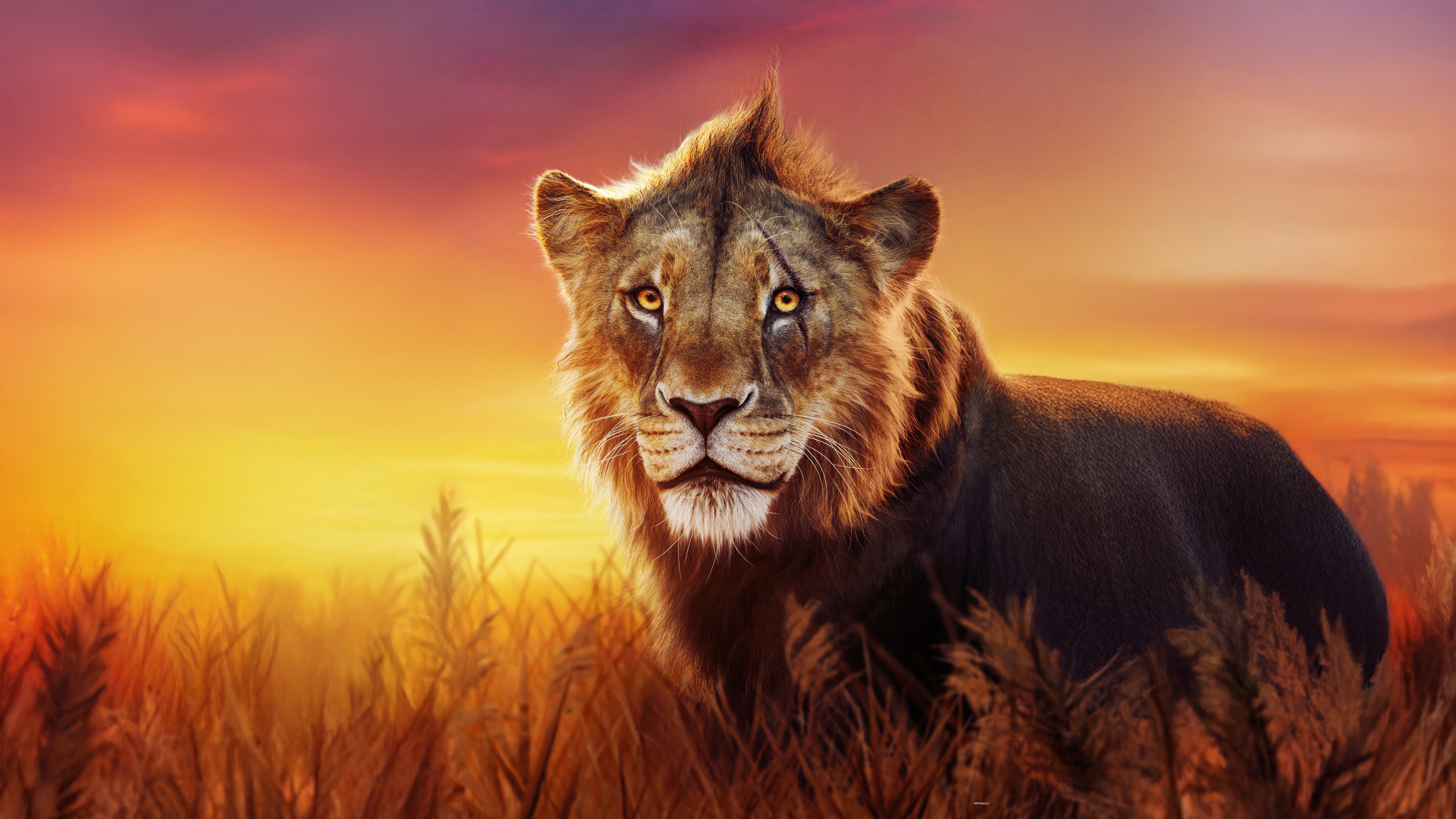 Taka from Mufasa The Lion King HD Wallpaper