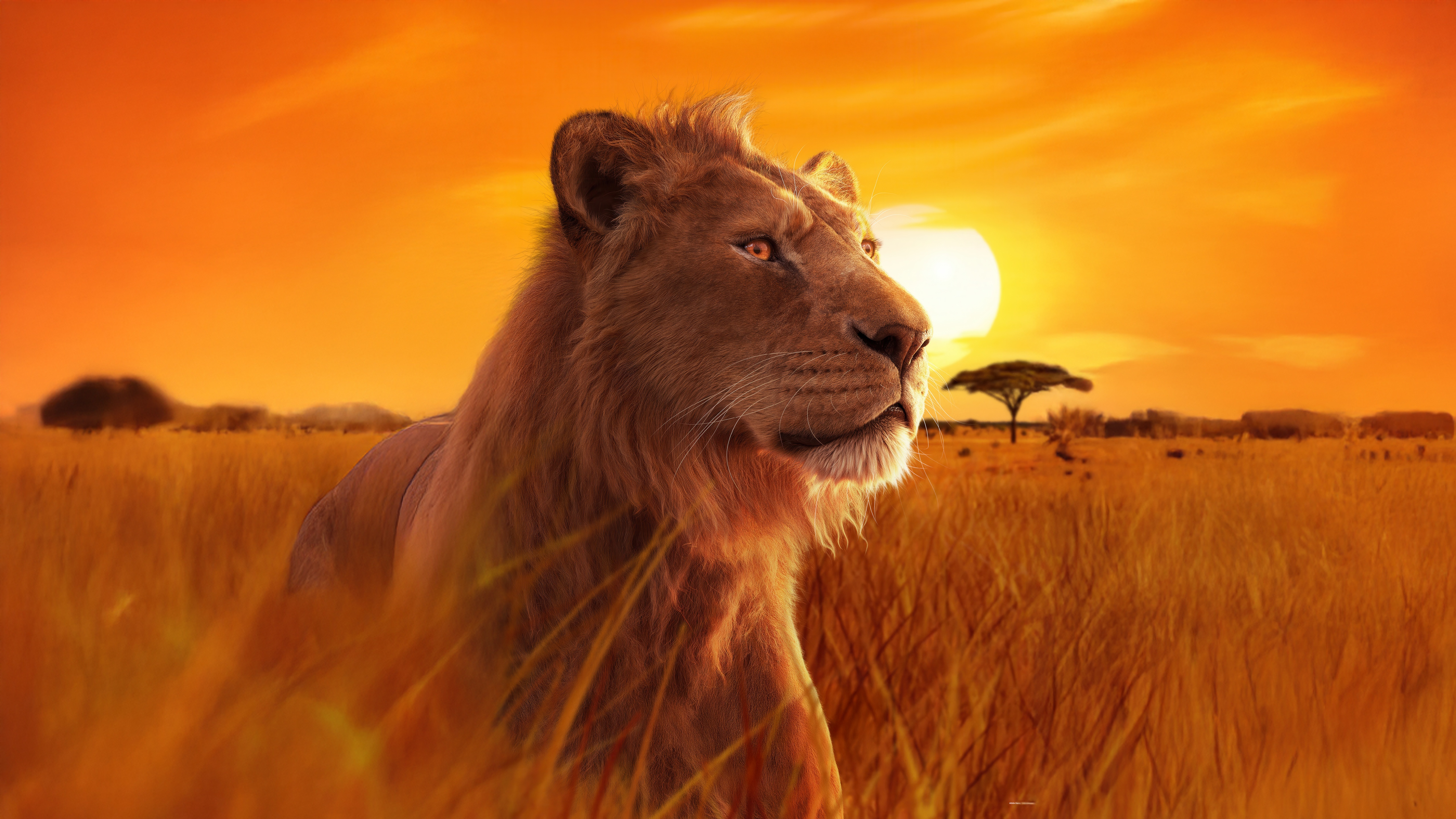 Mufasa from The Lion King on the savanna HD Wallpaper