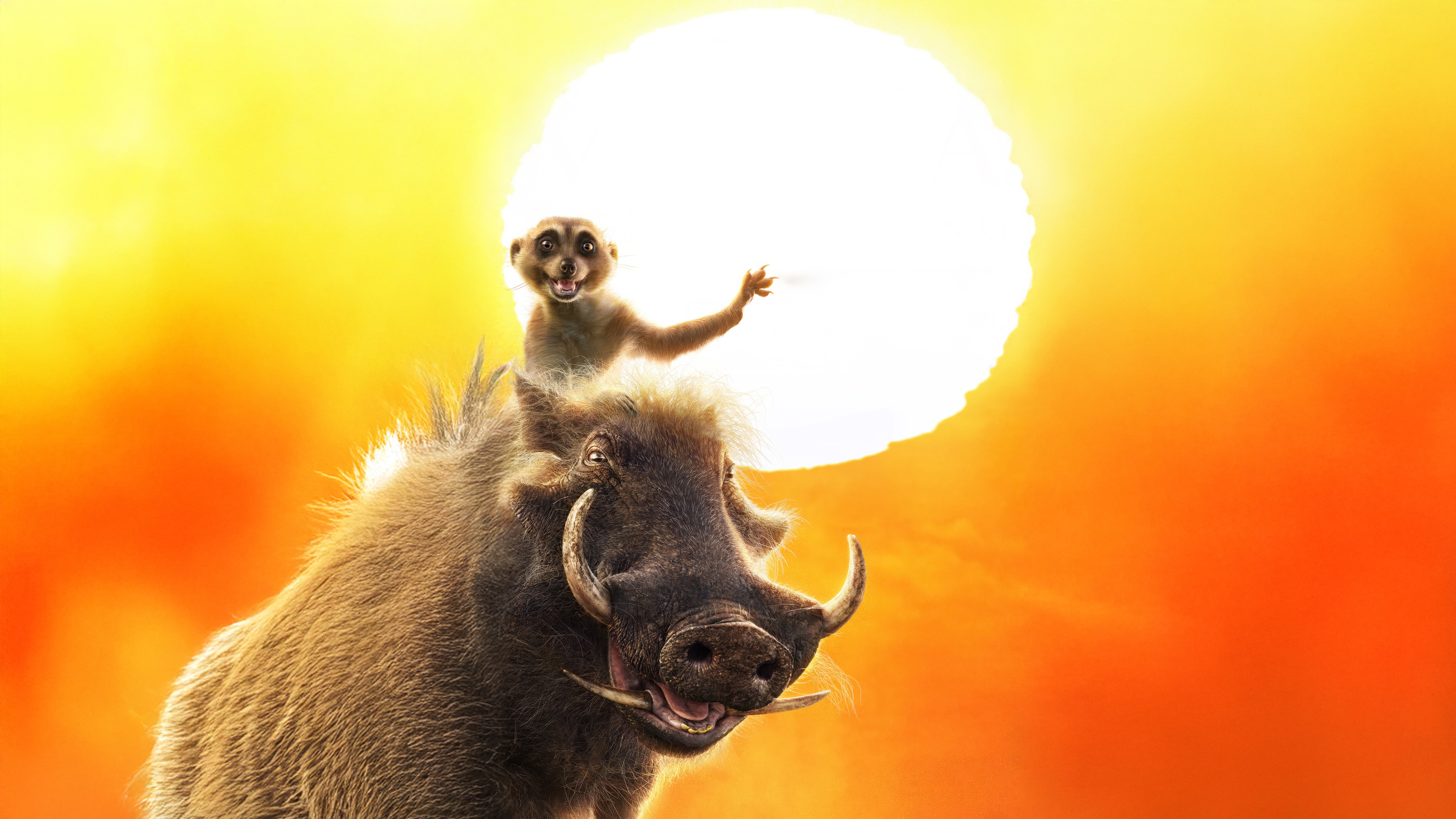 Timon and Pumbaa in The Lion King HD Wallpaper