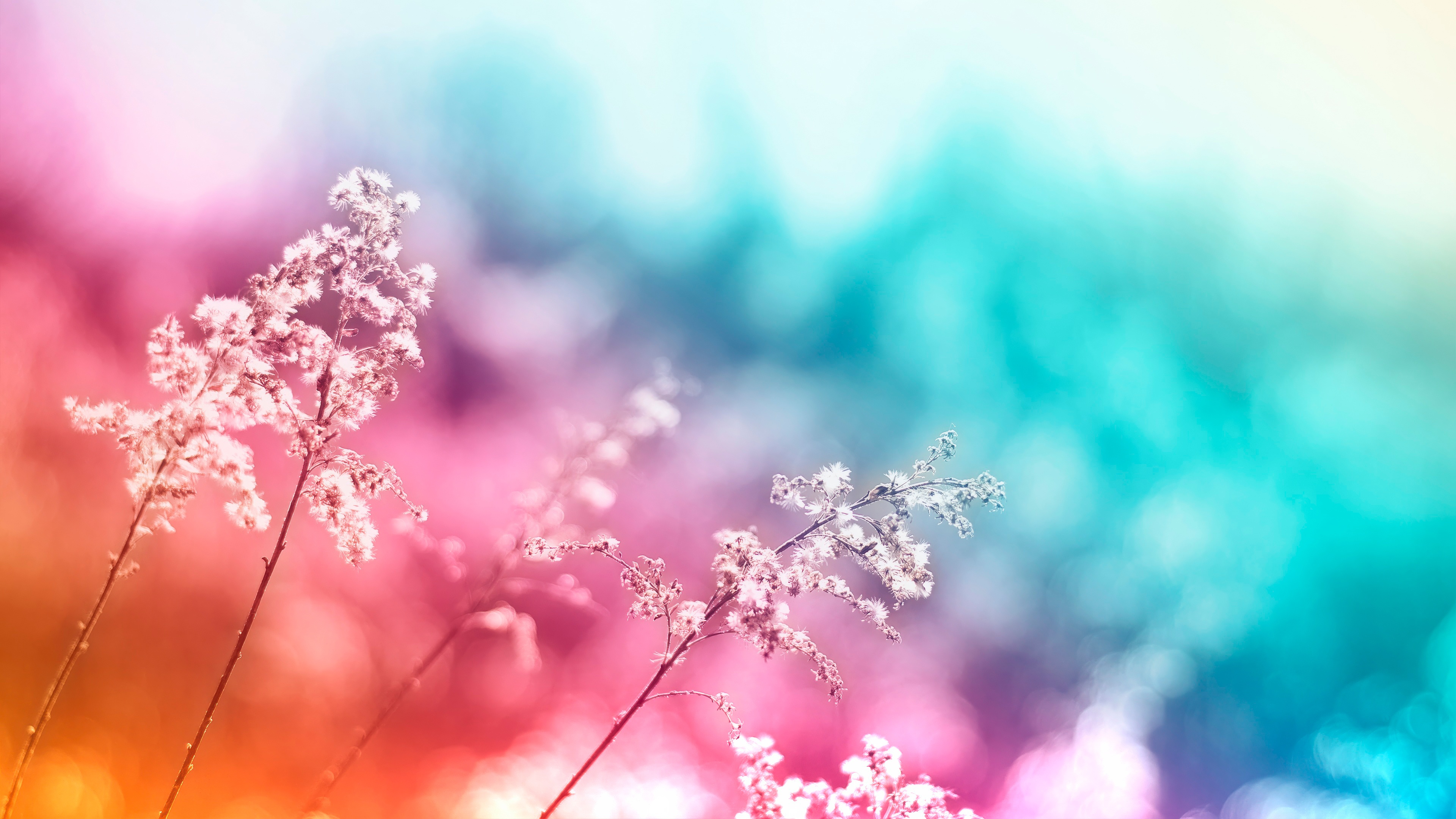 Cotton Candy Flower With Delicate Flora HD Wallpaper