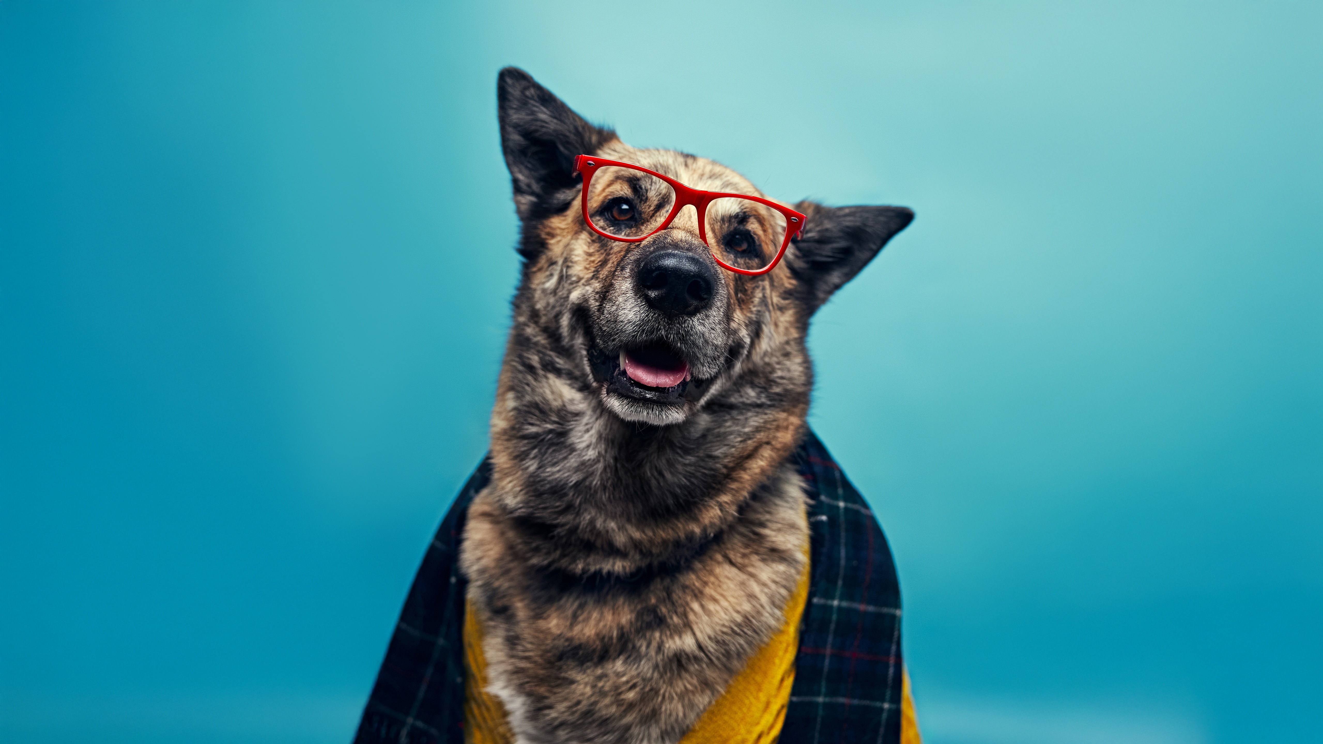A dog wearing glasses and a scarf HD Wallpaper