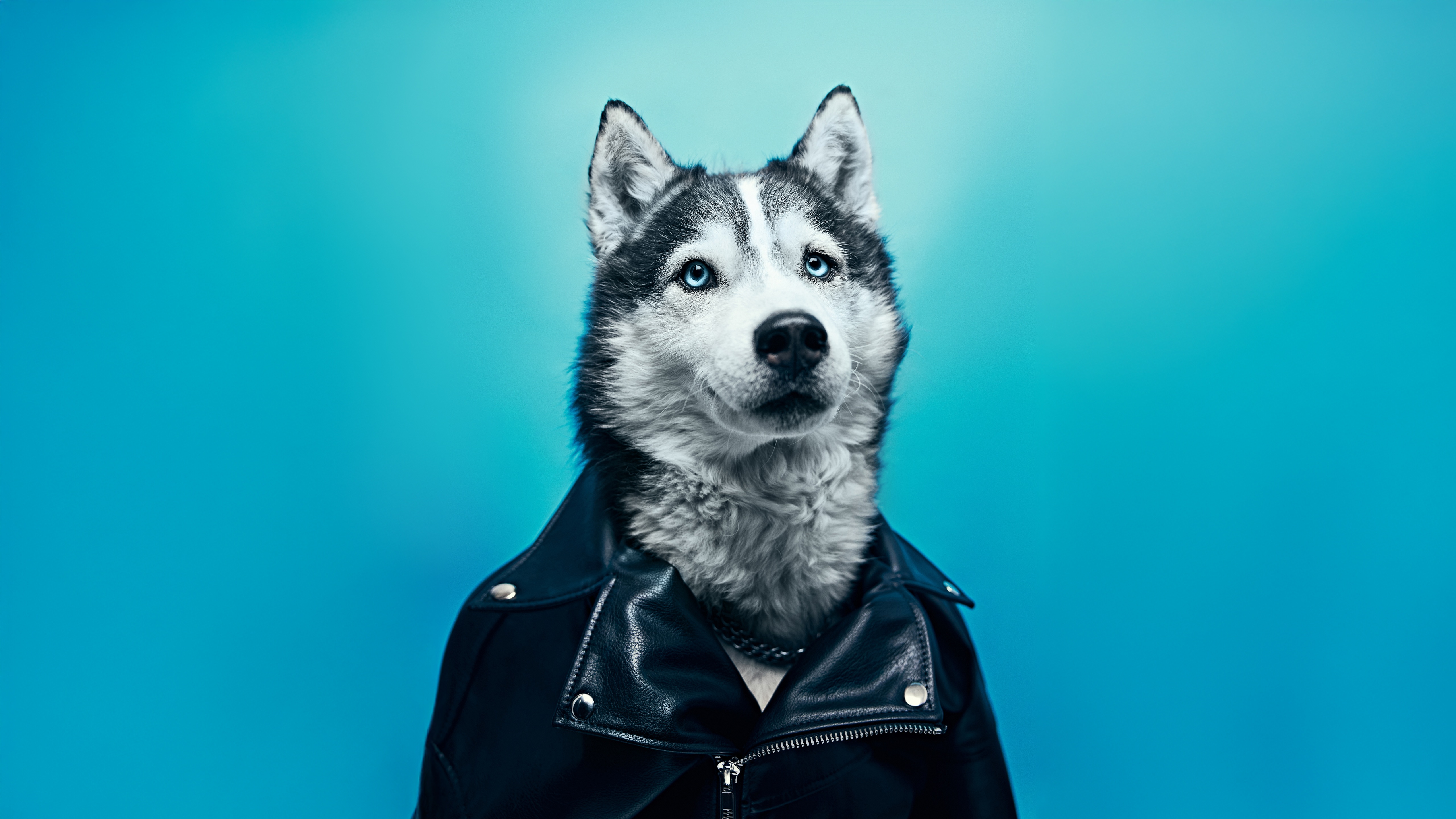 Husky Dog Wearing a Leather Jacket HD Wallpaper