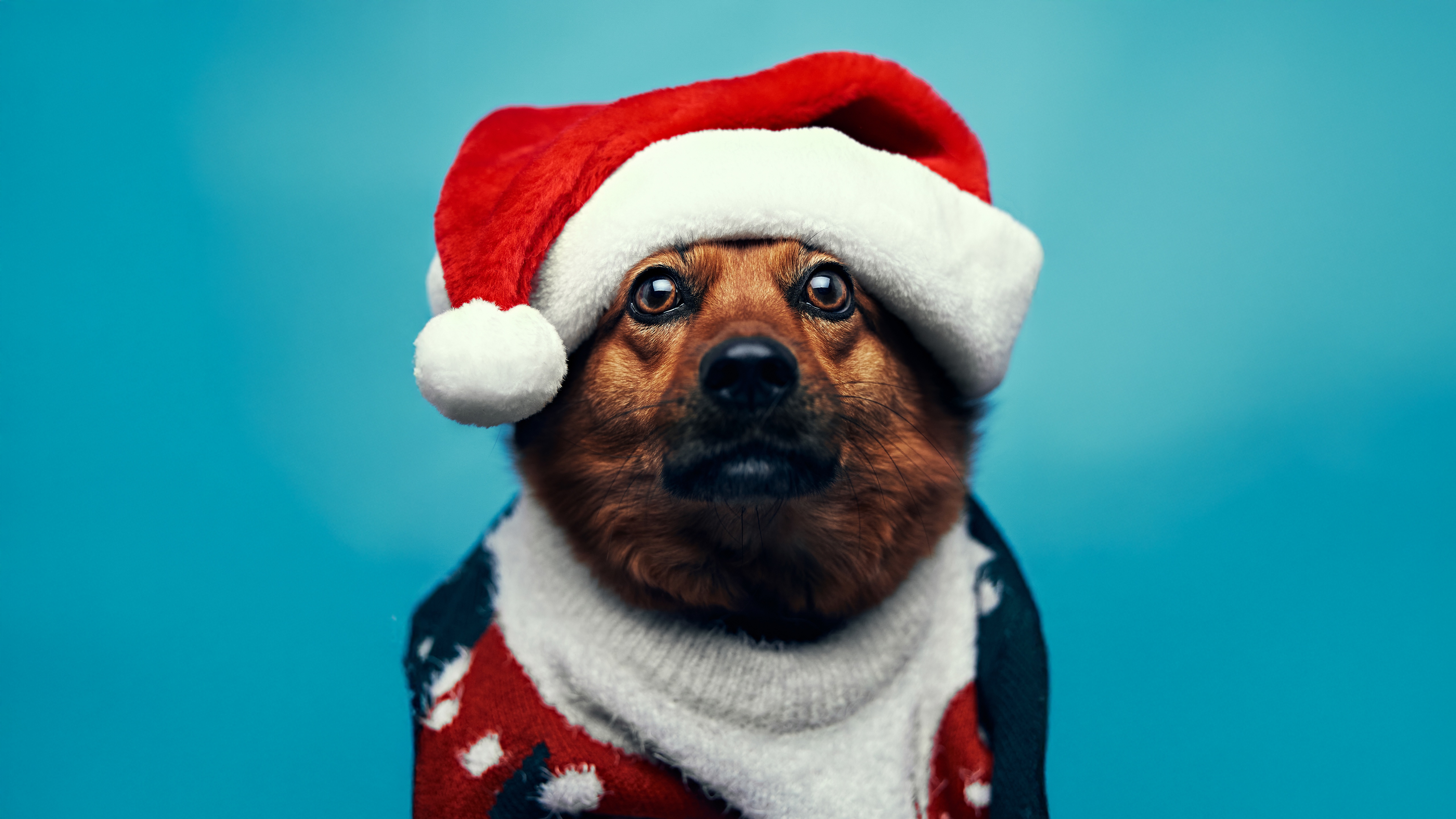 Dog Wearing Santa Hat and Sweater HD Wallpaper