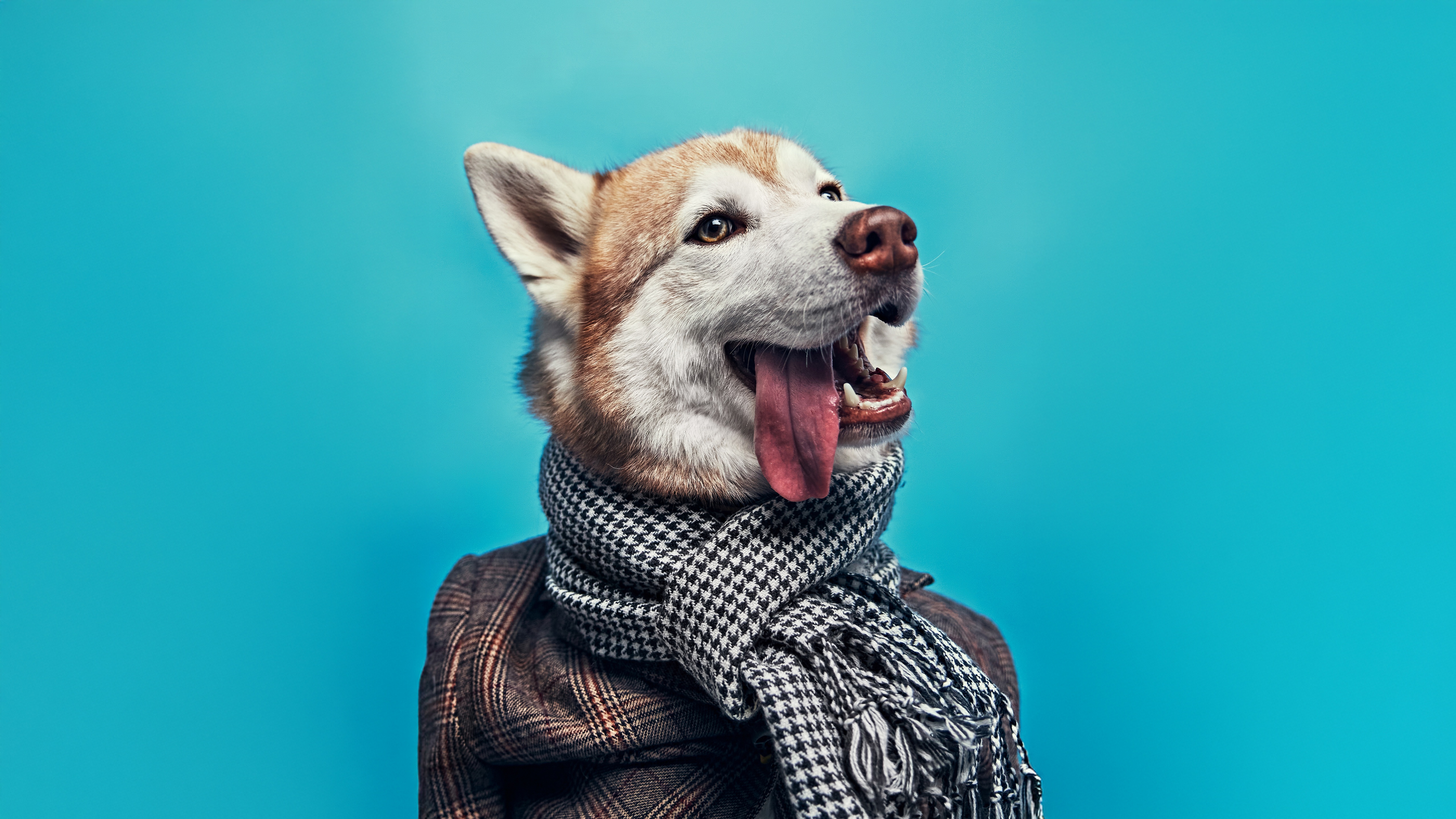 Dapper Husky Wearing a Scarf and Jacket HD Wallpaper