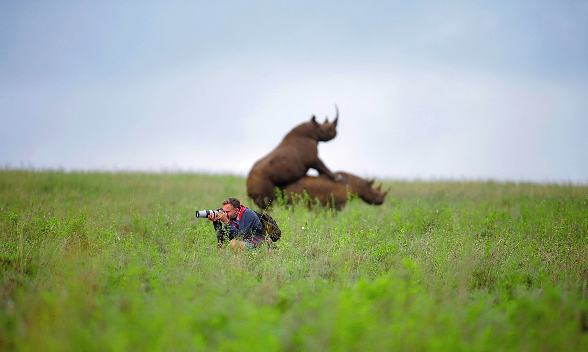 Photographer photographs rhinos mating in a grassy field HD Wallpaper