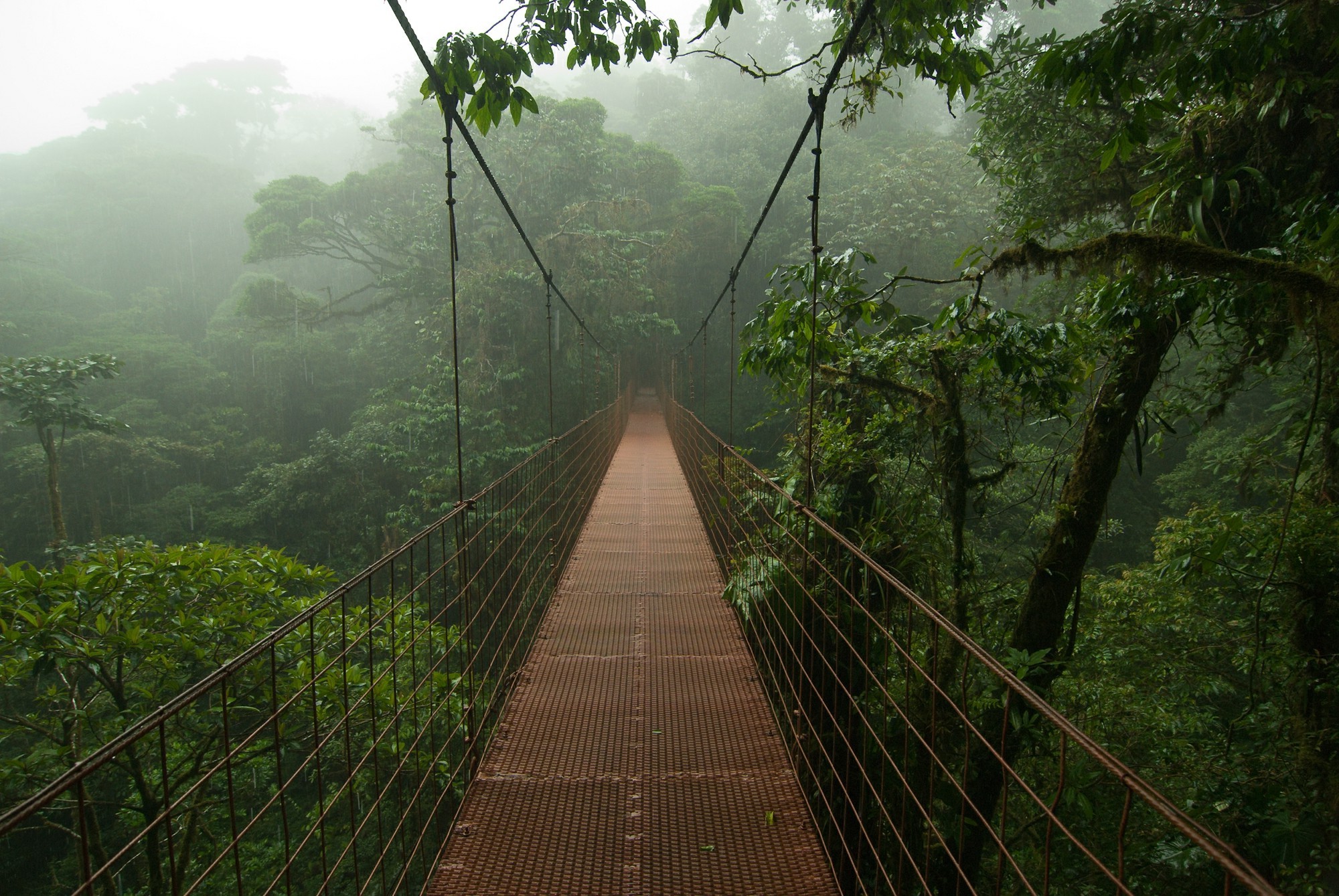 Suspension bridge over a misty rainforest HD Wallpaper