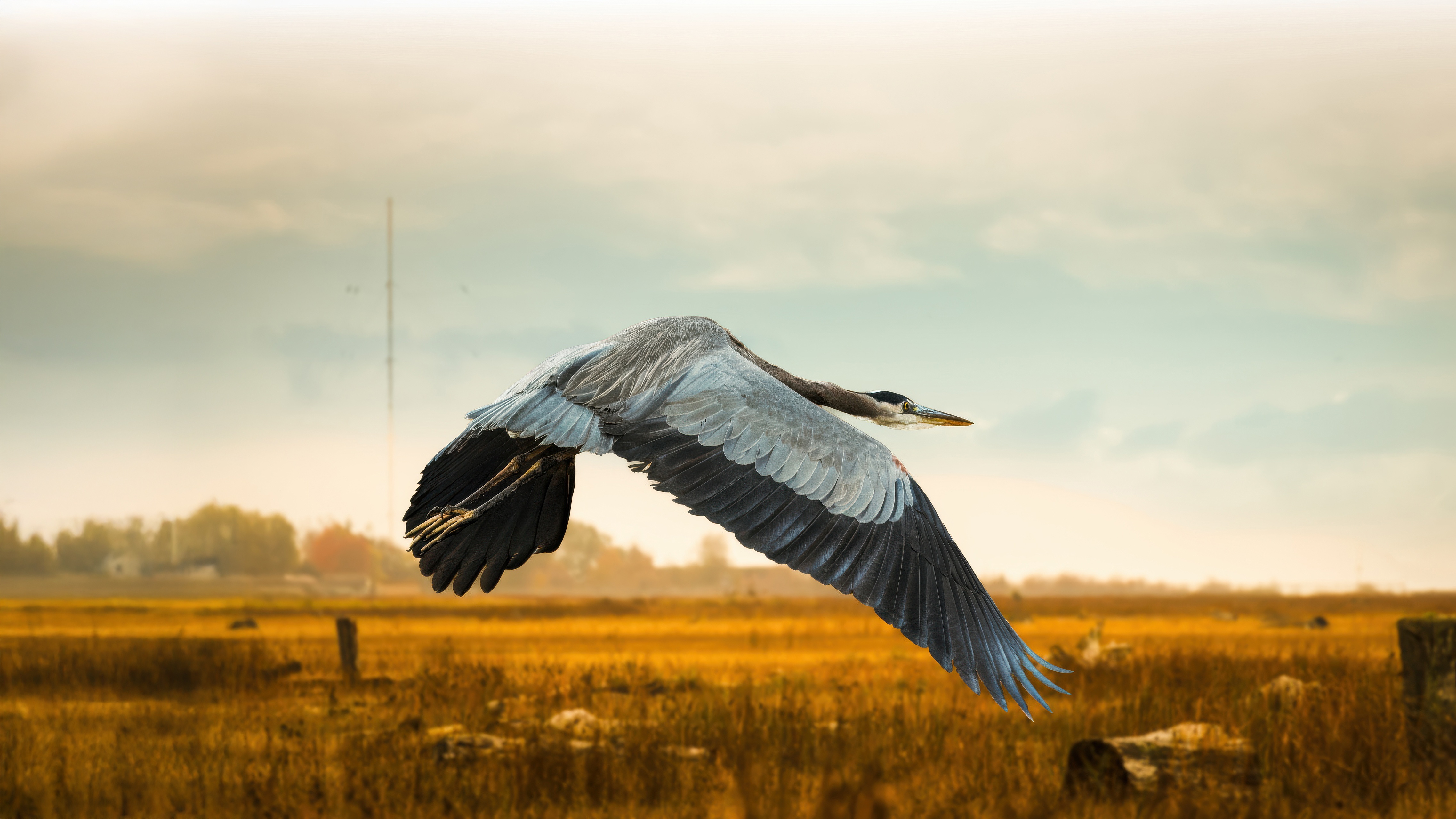Great Blue Heron flying over a marsh at sunset HD Wallpaper