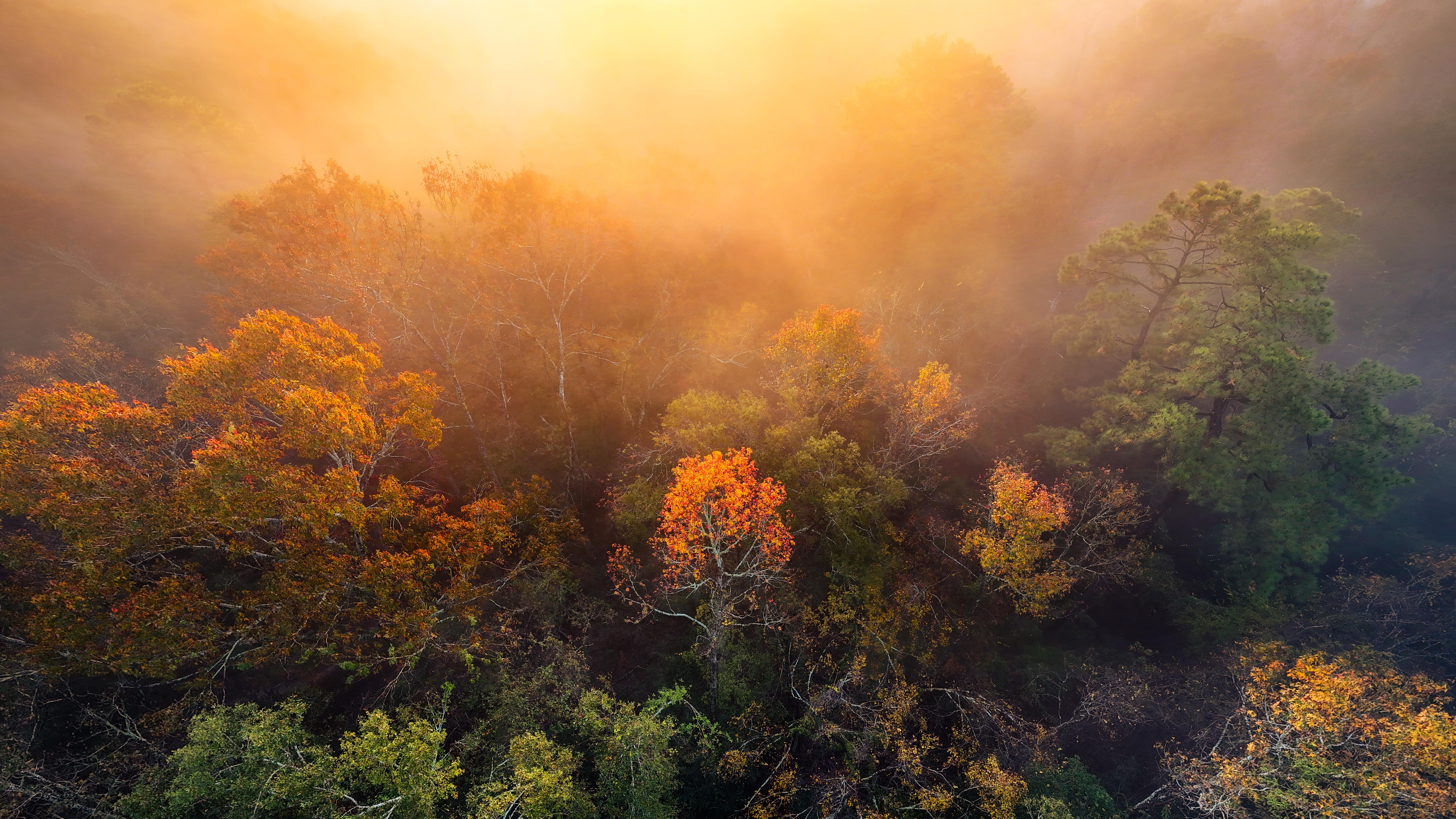 Foggy Morning Over Autumn Trees HD Wallpaper
