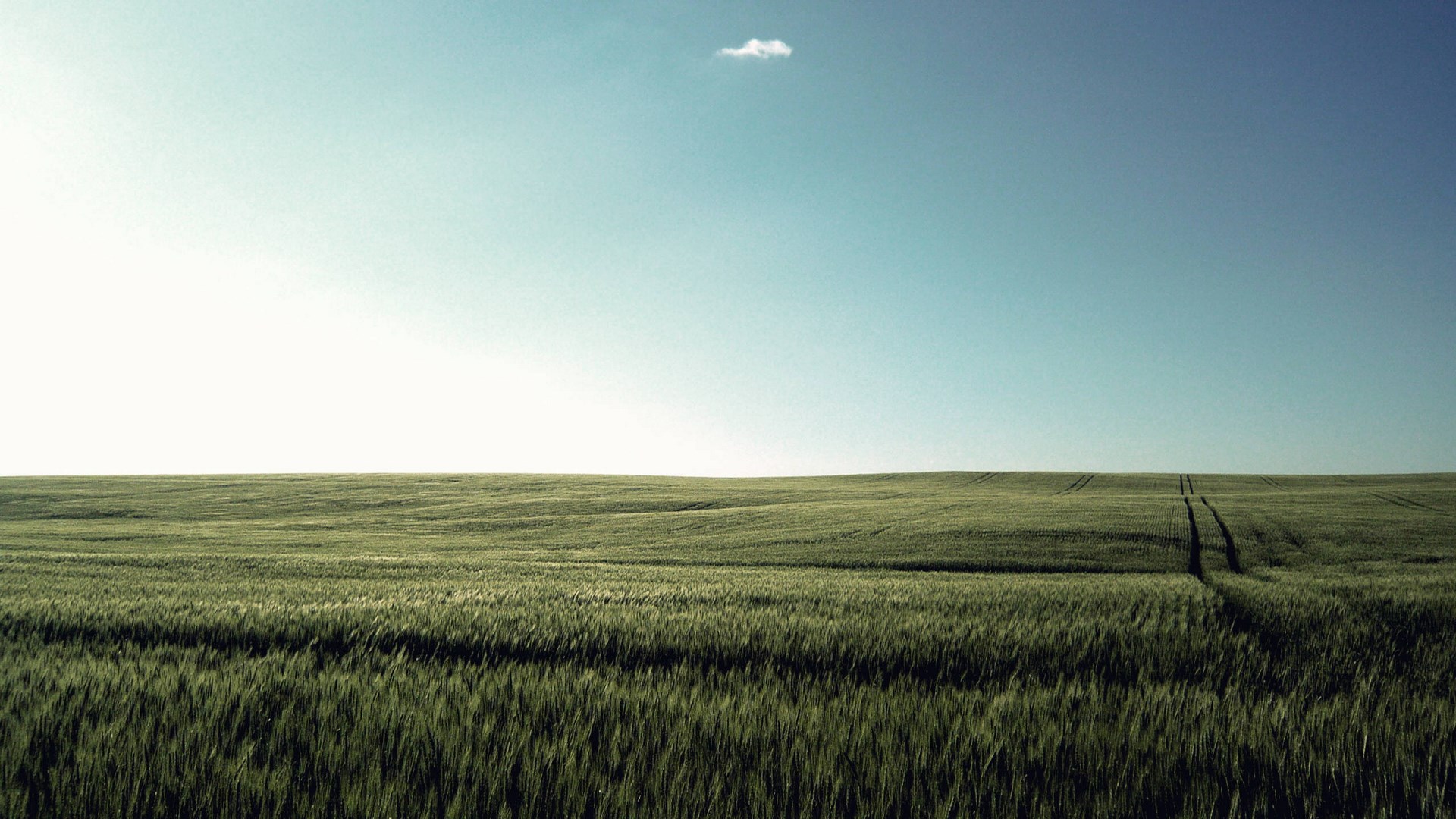 Vast green field under a clear blue sky HD Wallpaper