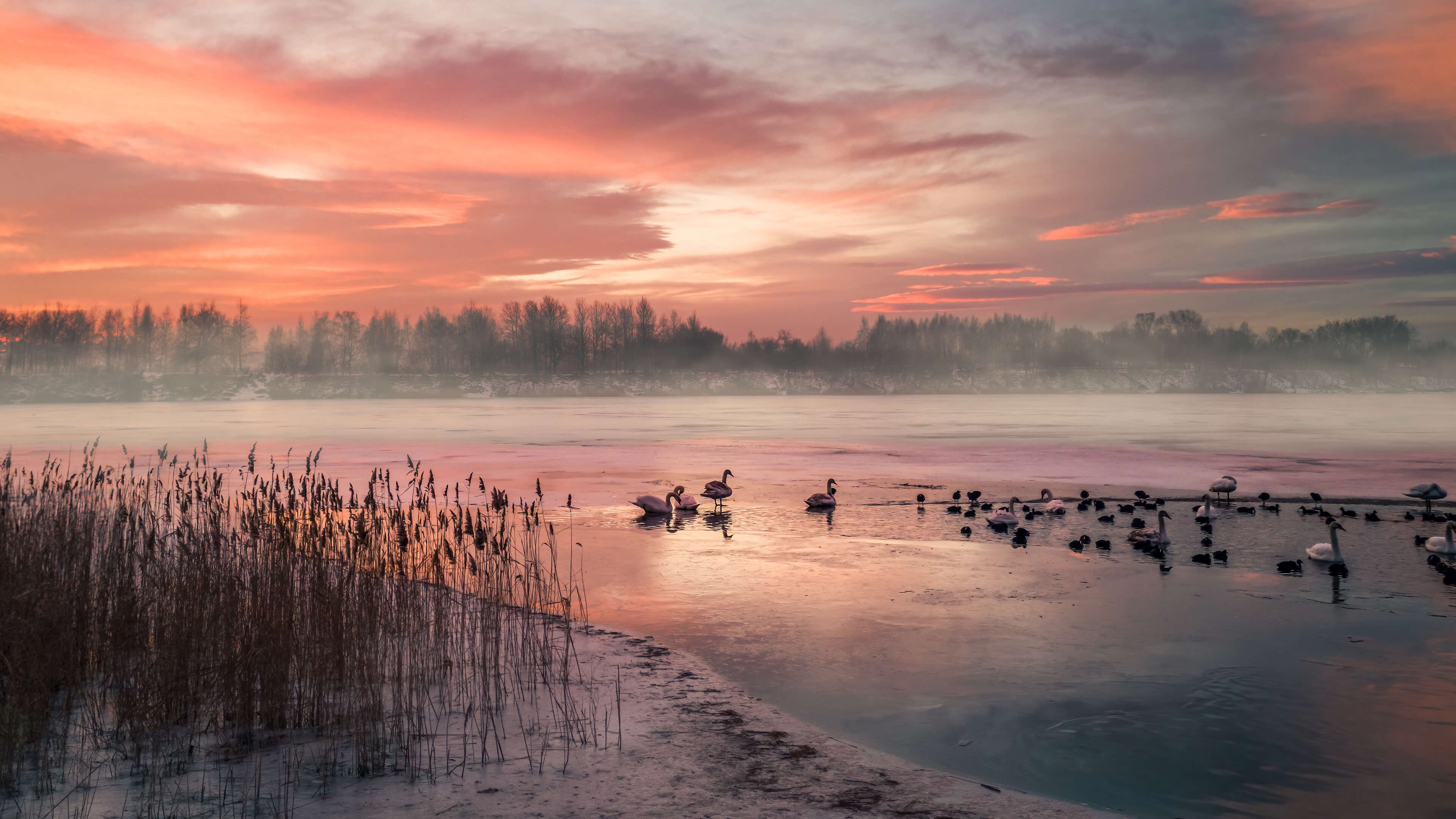 Ducks on a frozen lake at sunrise in Germany HD Wallpaper