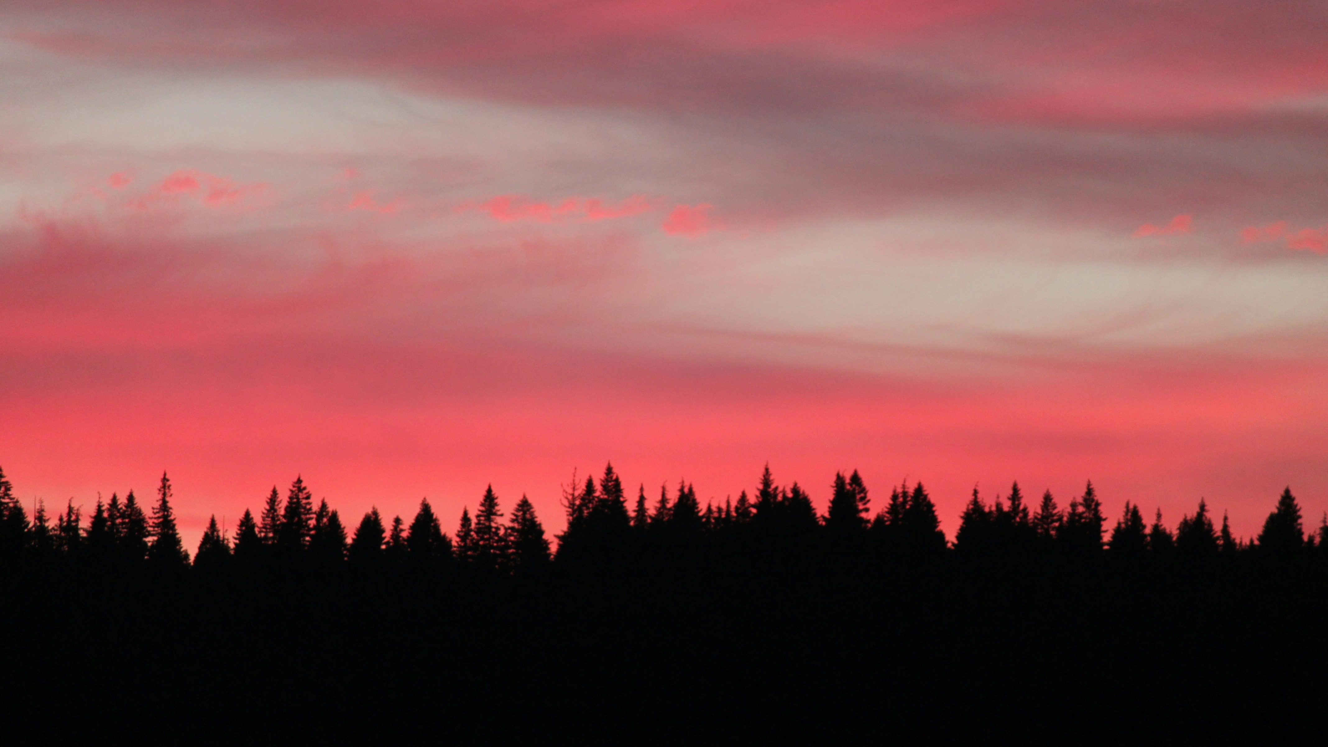 Silhouette of trees against a pink sunset sky HD Wallpaper