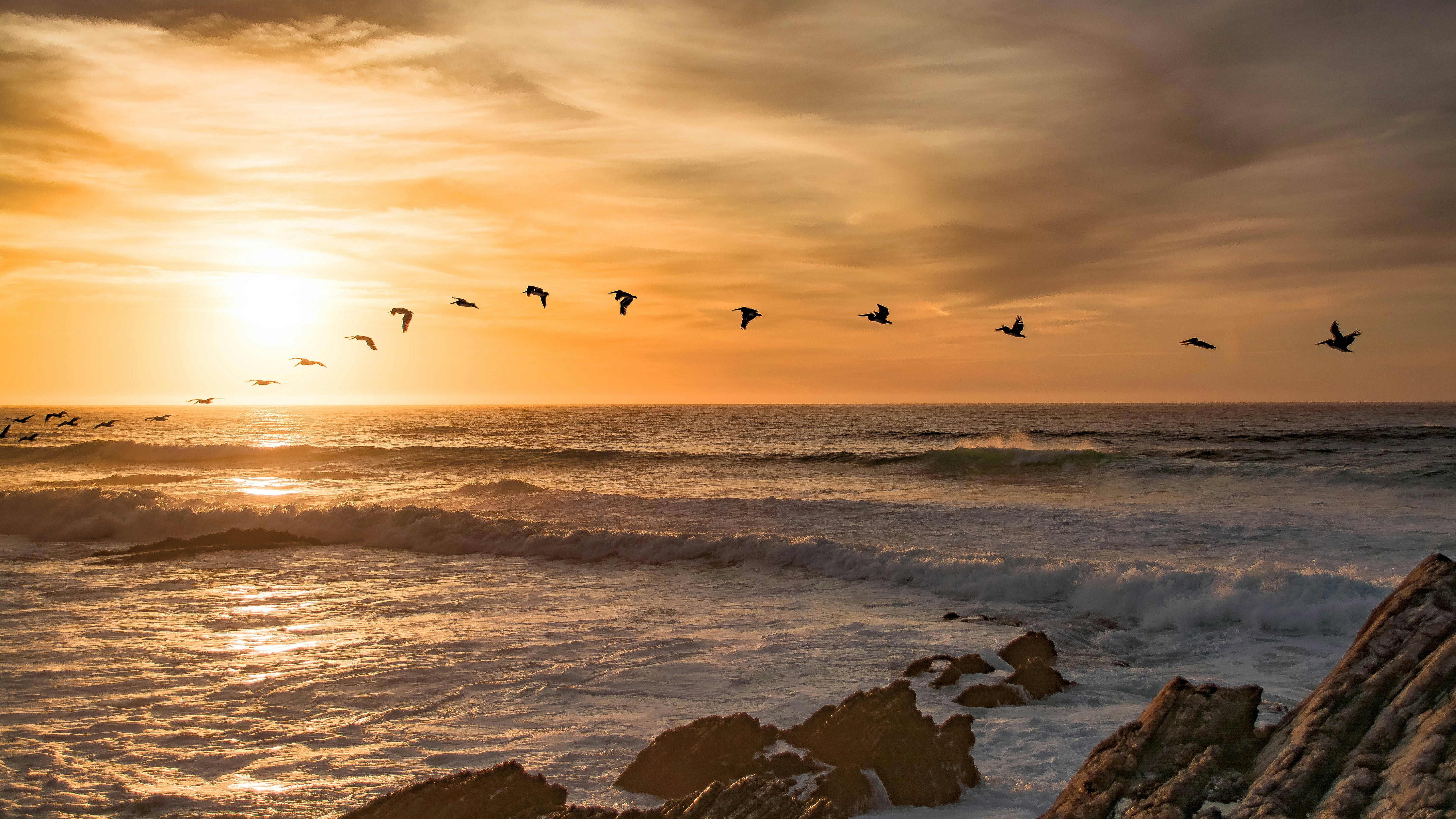 Birds flying in formation over the ocean at sunset HD Wallpaper
