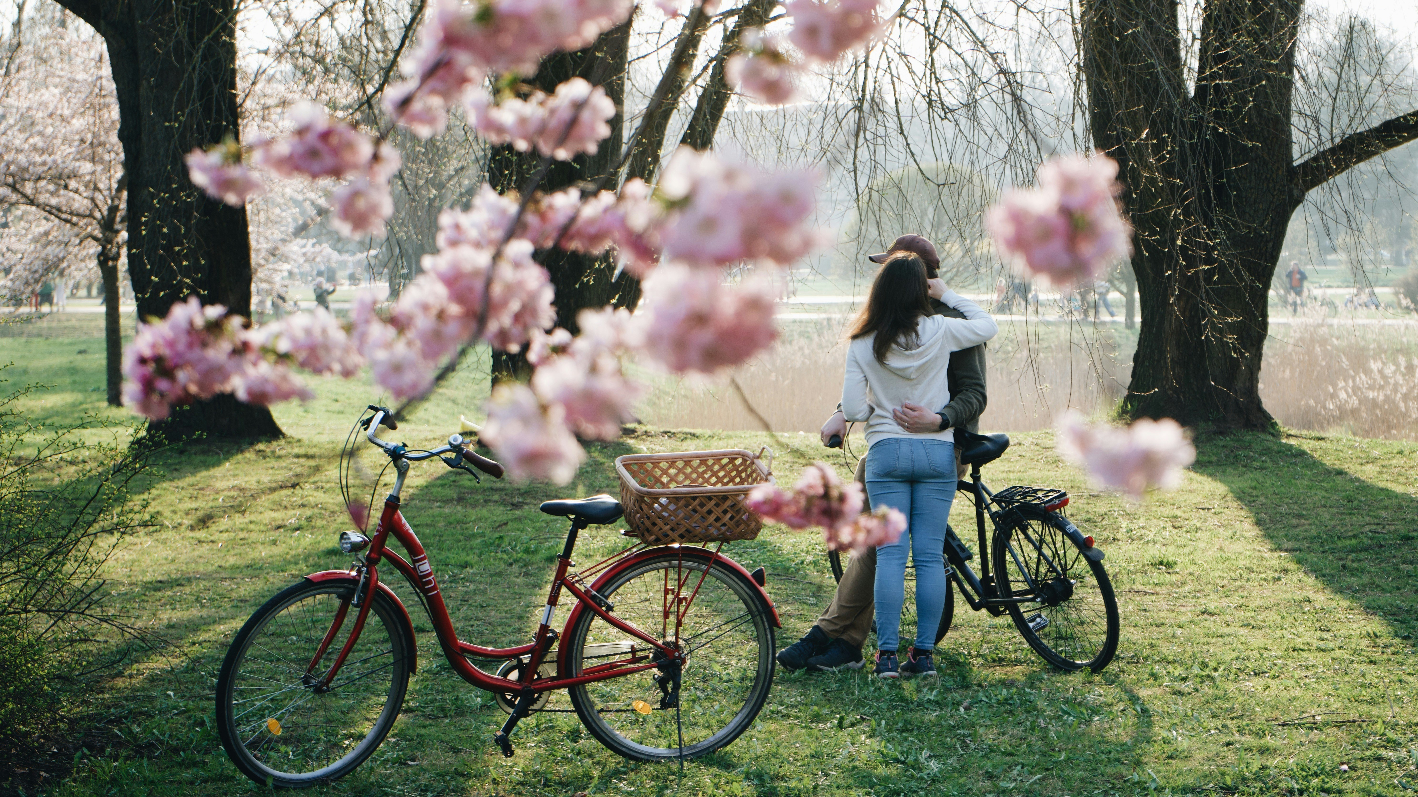 Couple hugging by bicycles under blooming trees HD Wallpaper