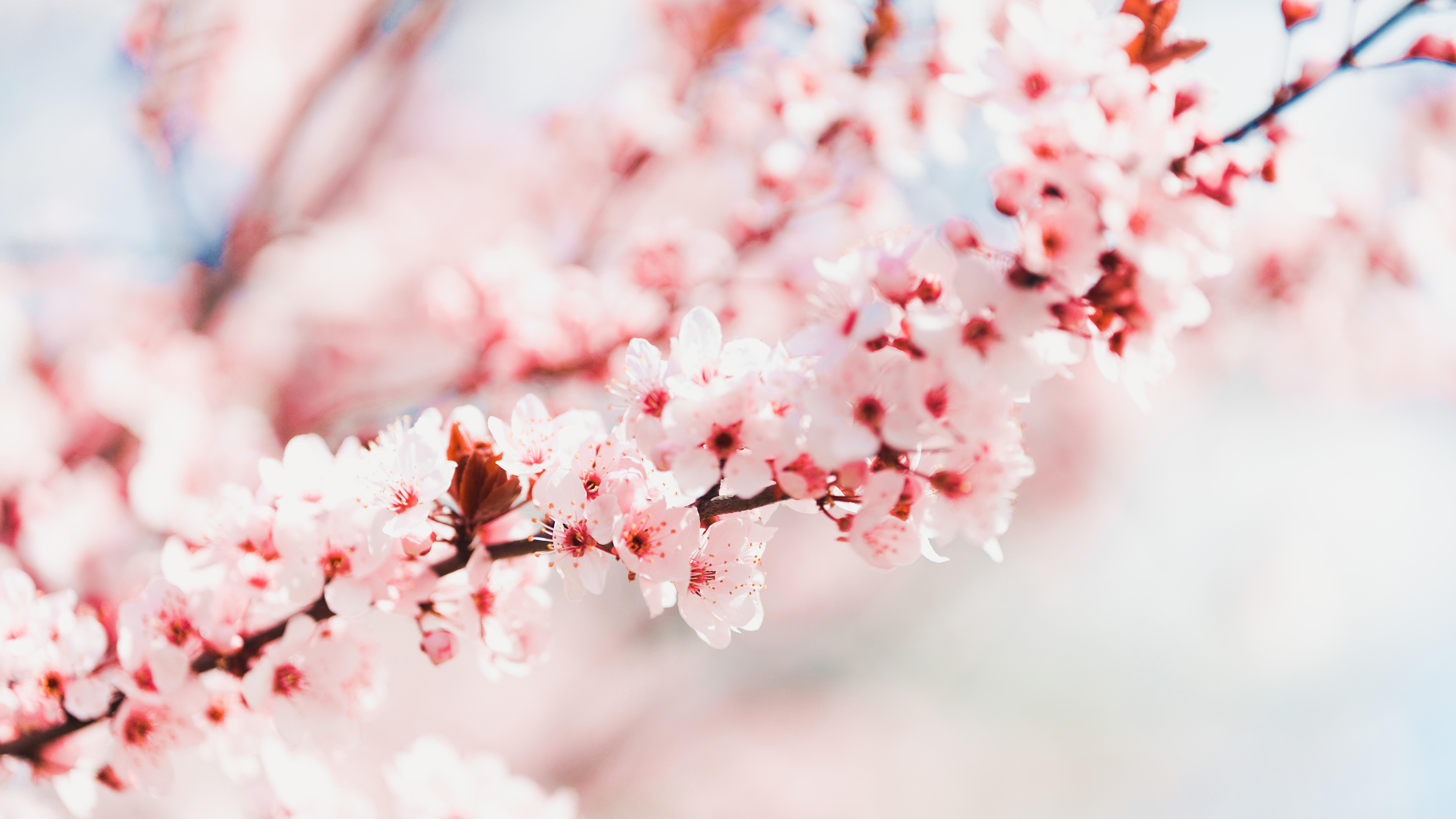 Close-up of pink cherry blossoms on a branch HD Wallpaper