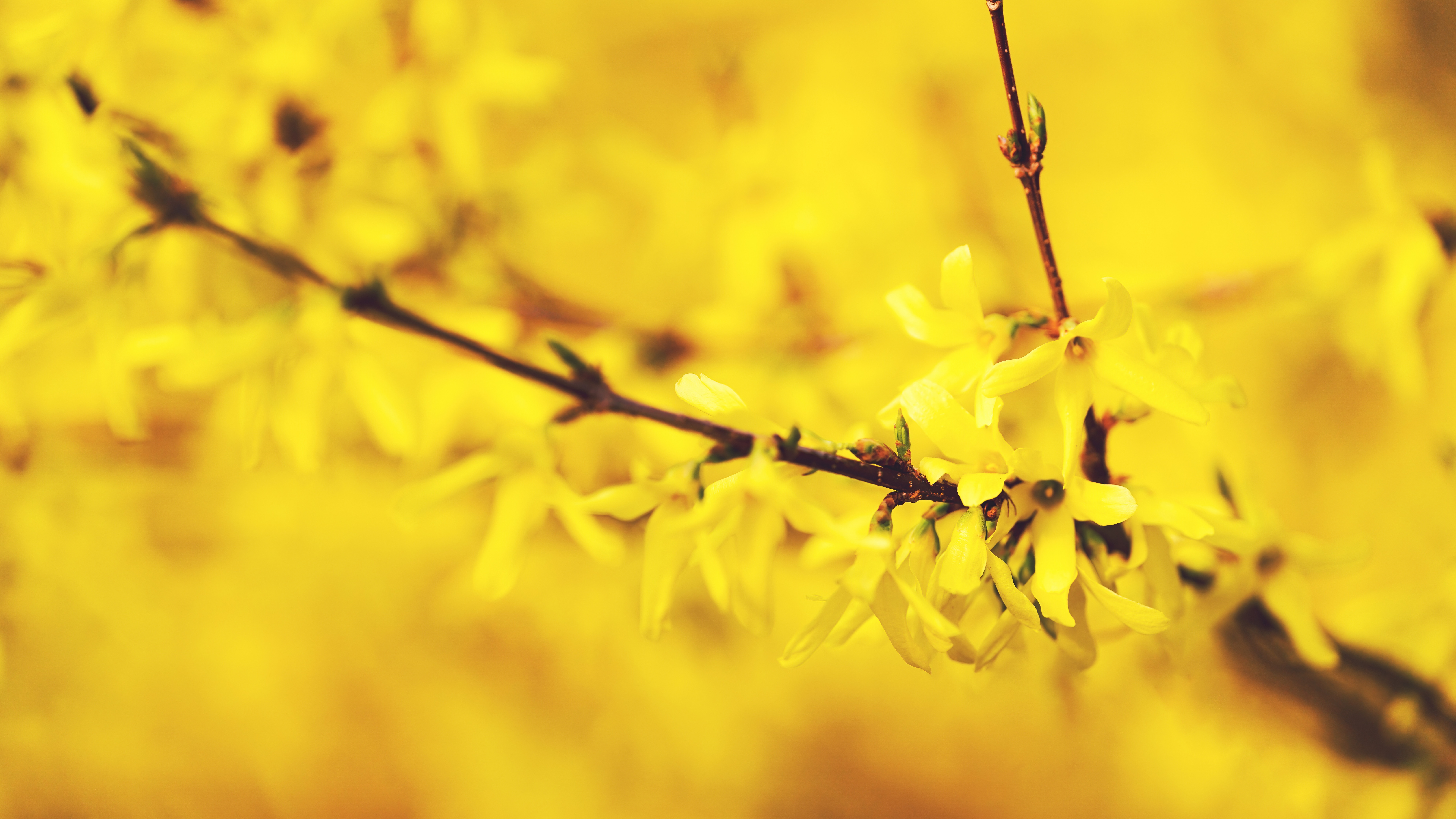 Forsythia flowers blooming on a branch HD Wallpaper