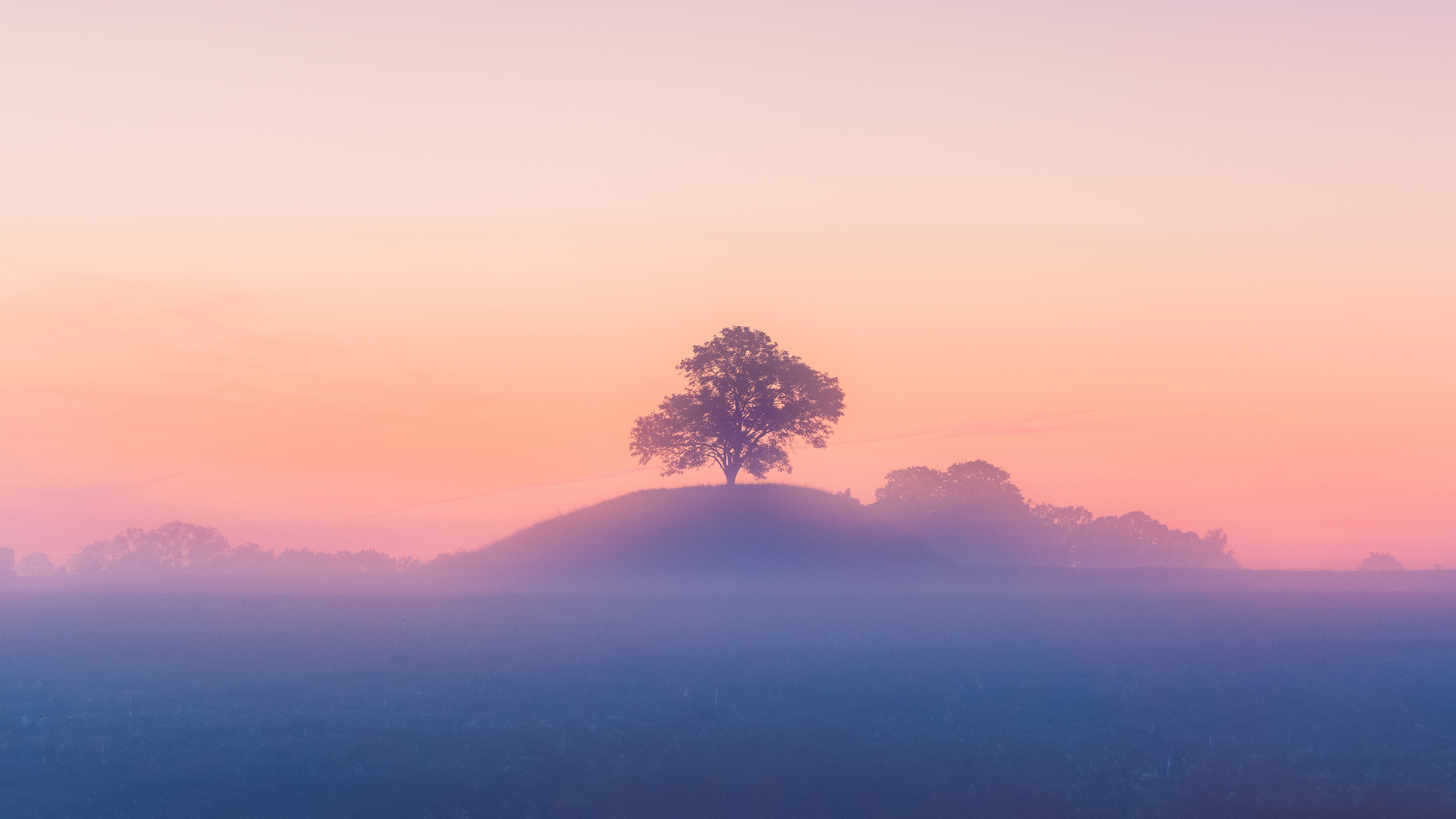 Tree on a misty hill at sunrise HD Wallpaper