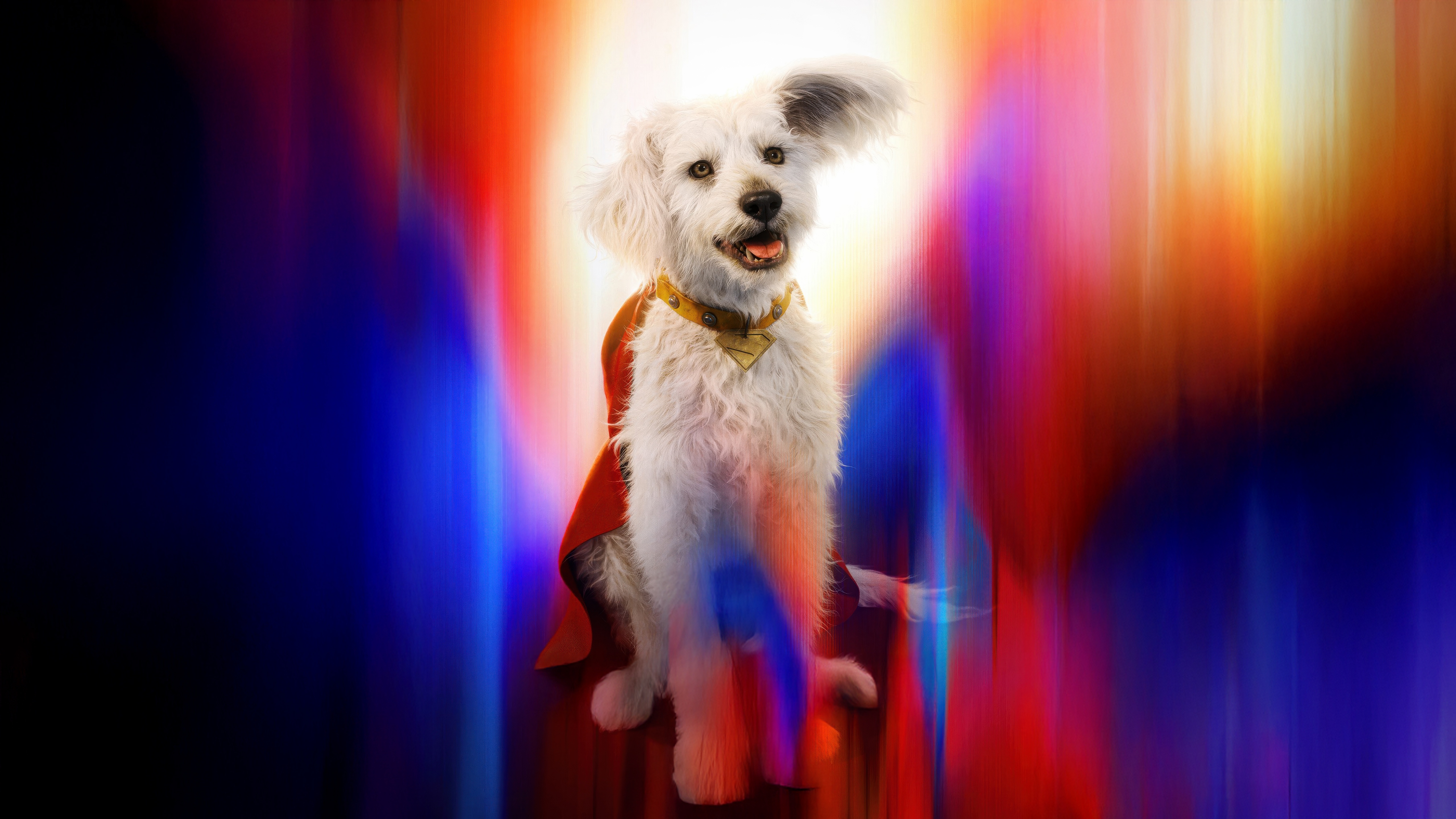 Krypto the Superdog in a red cape and gold collar HD Wallpaper