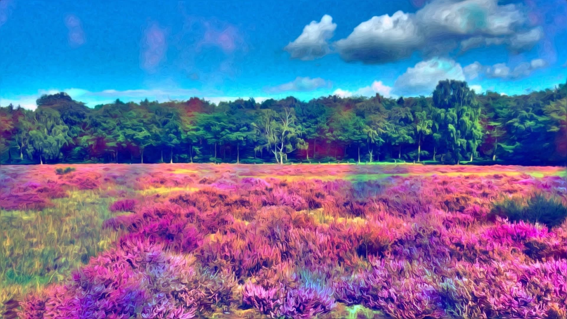 Heather field and forest under blue sky HD Wallpaper