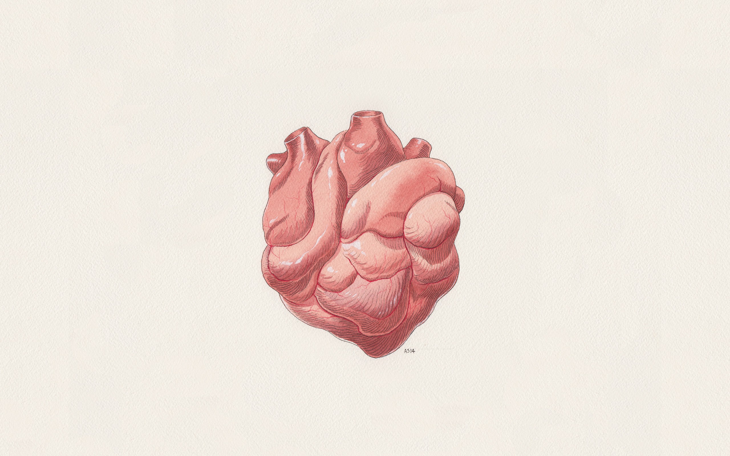 Illustration of a human heart HD Wallpaper