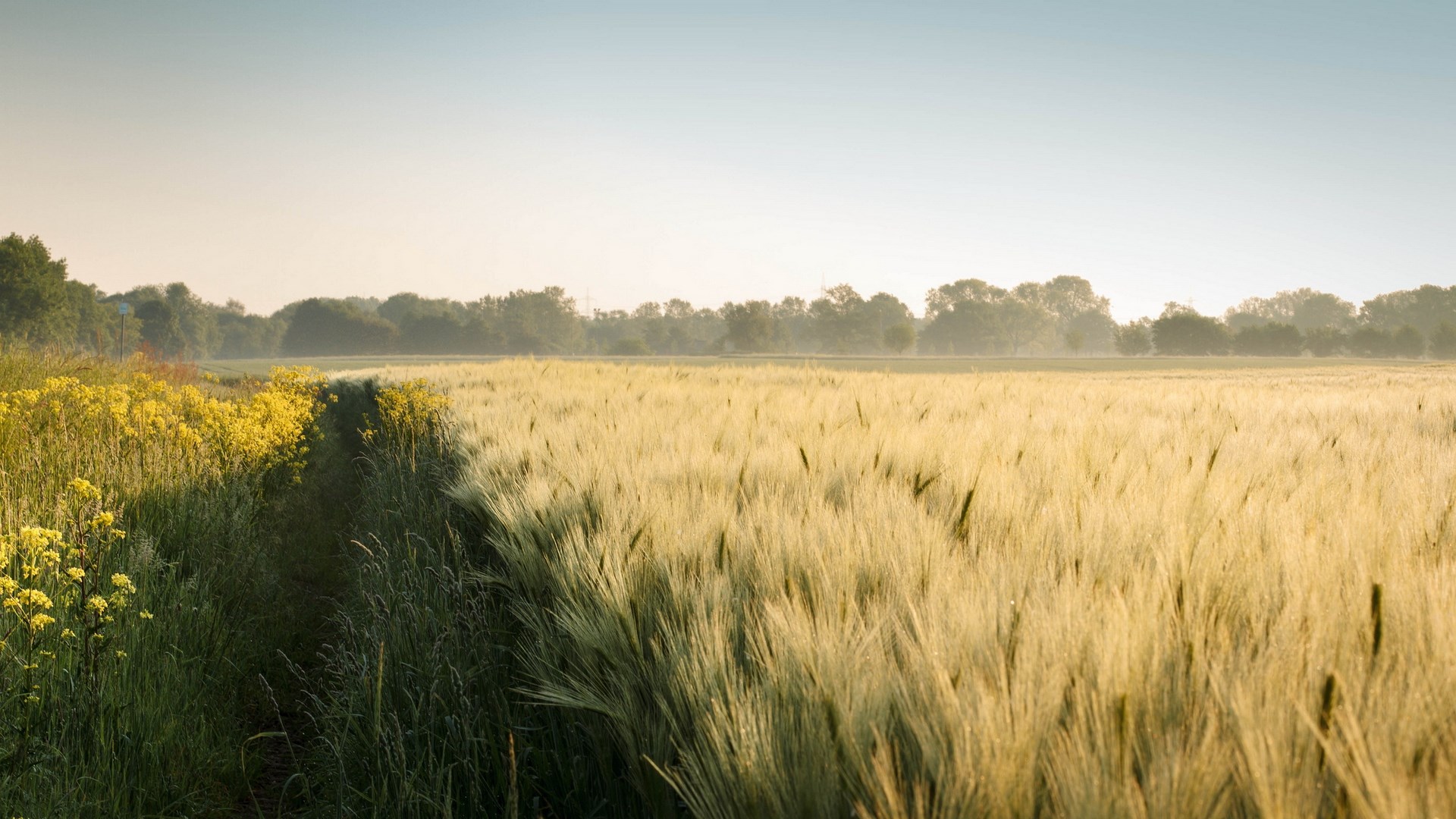 Wheat field and yellow flowers at sunrise HD Wallpaper