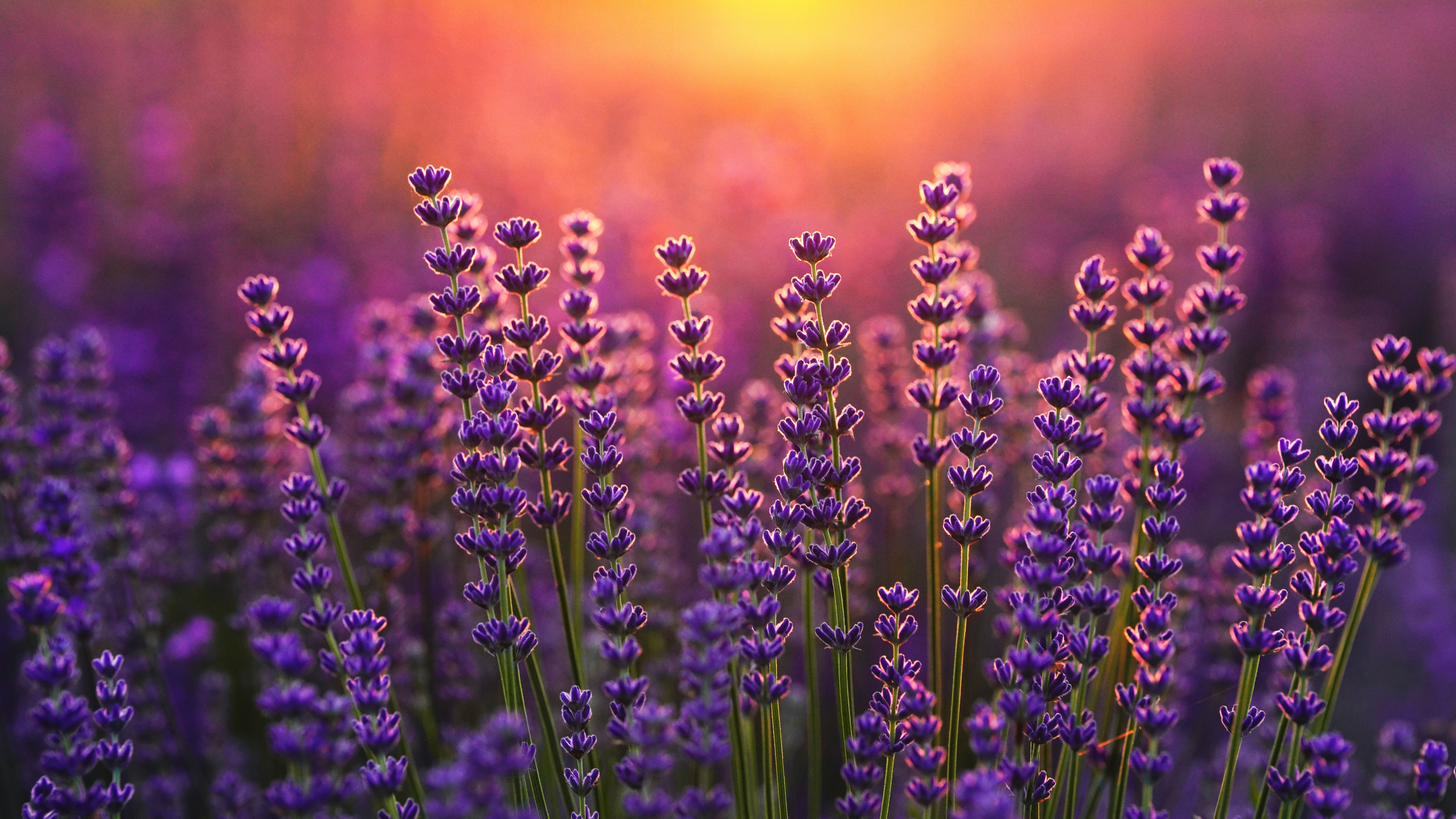 Lavender field at sunrise HD Wallpaper