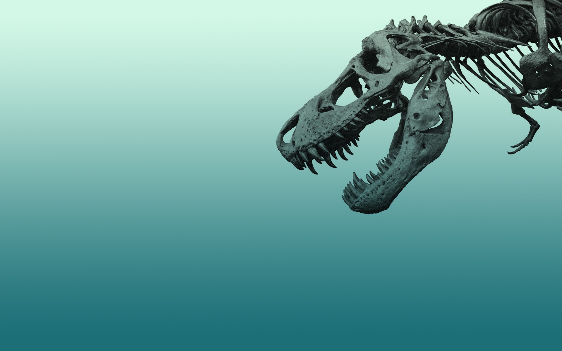 Tyrannosaurus Rex skeleton HD Wallpaper