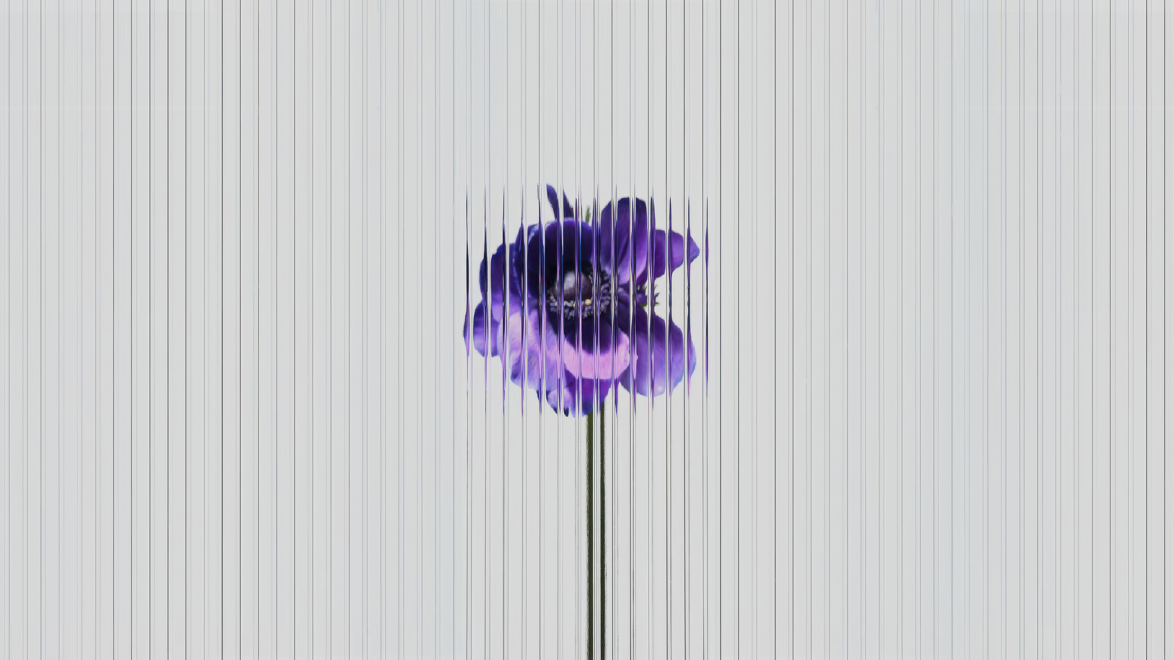 Purple flower with vertical lines HD Wallpaper