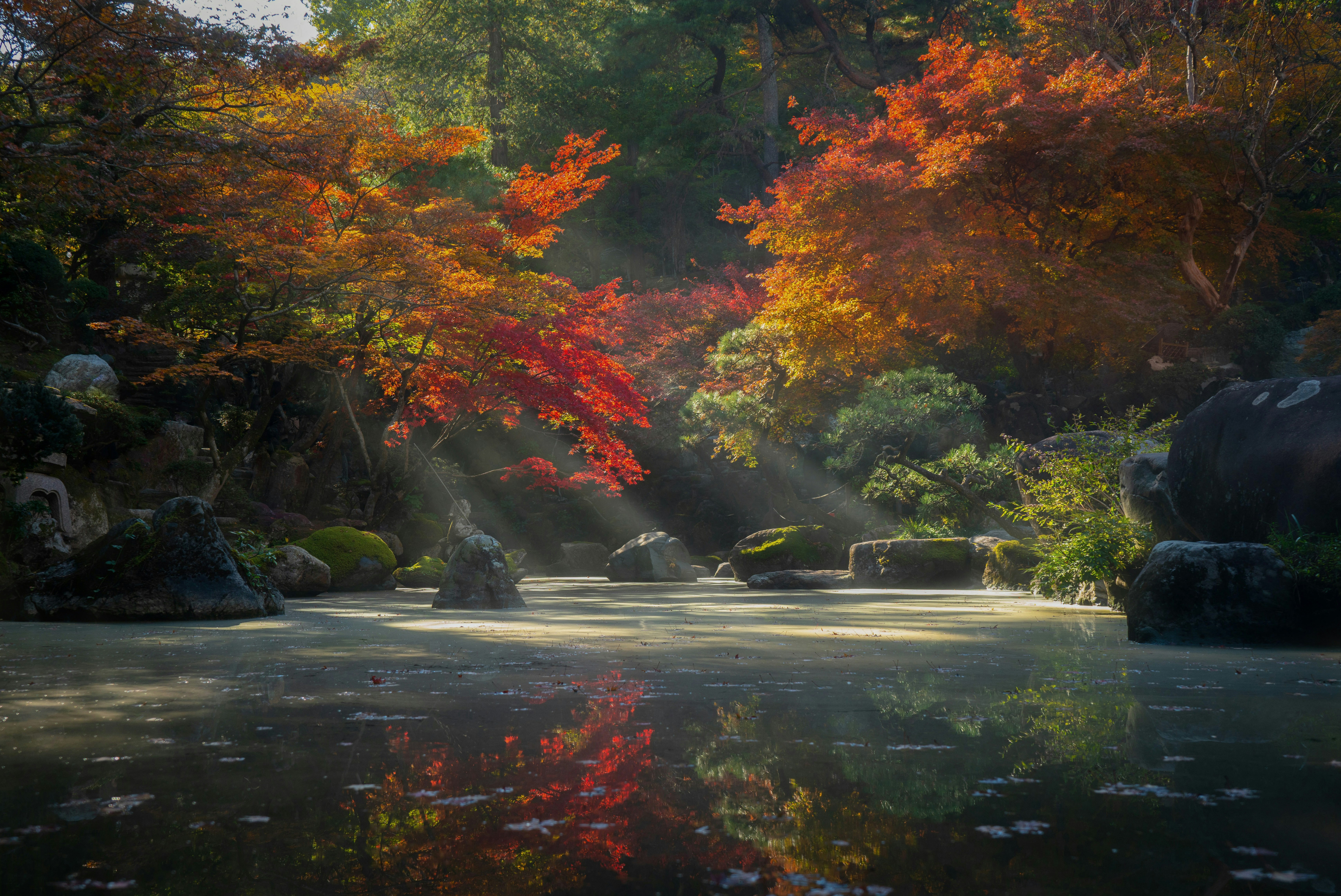 Autumn Radiance In A Japanese Garden HD Wallpaper