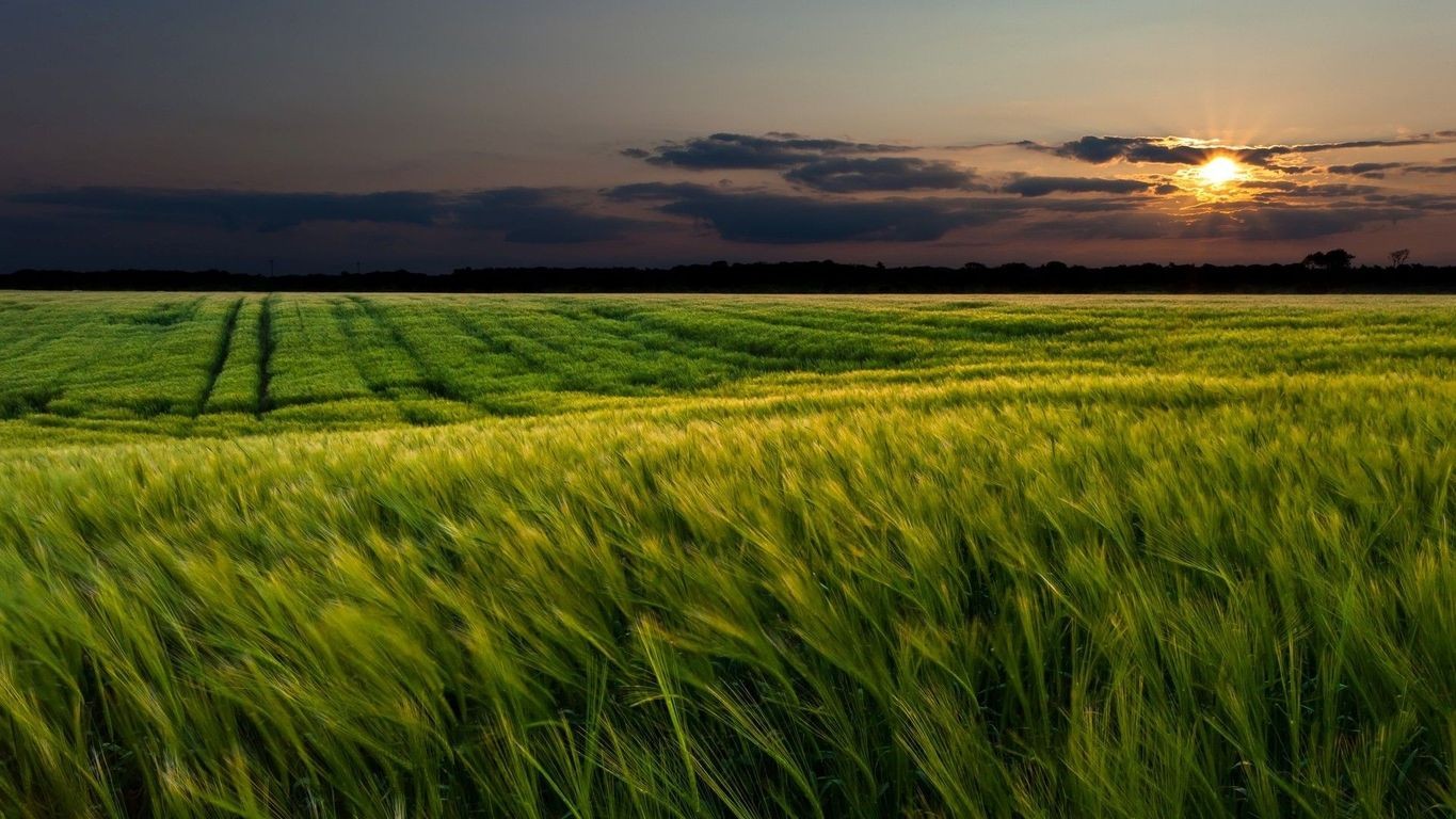 Sunset over a green wheat field HD Wallpaper
