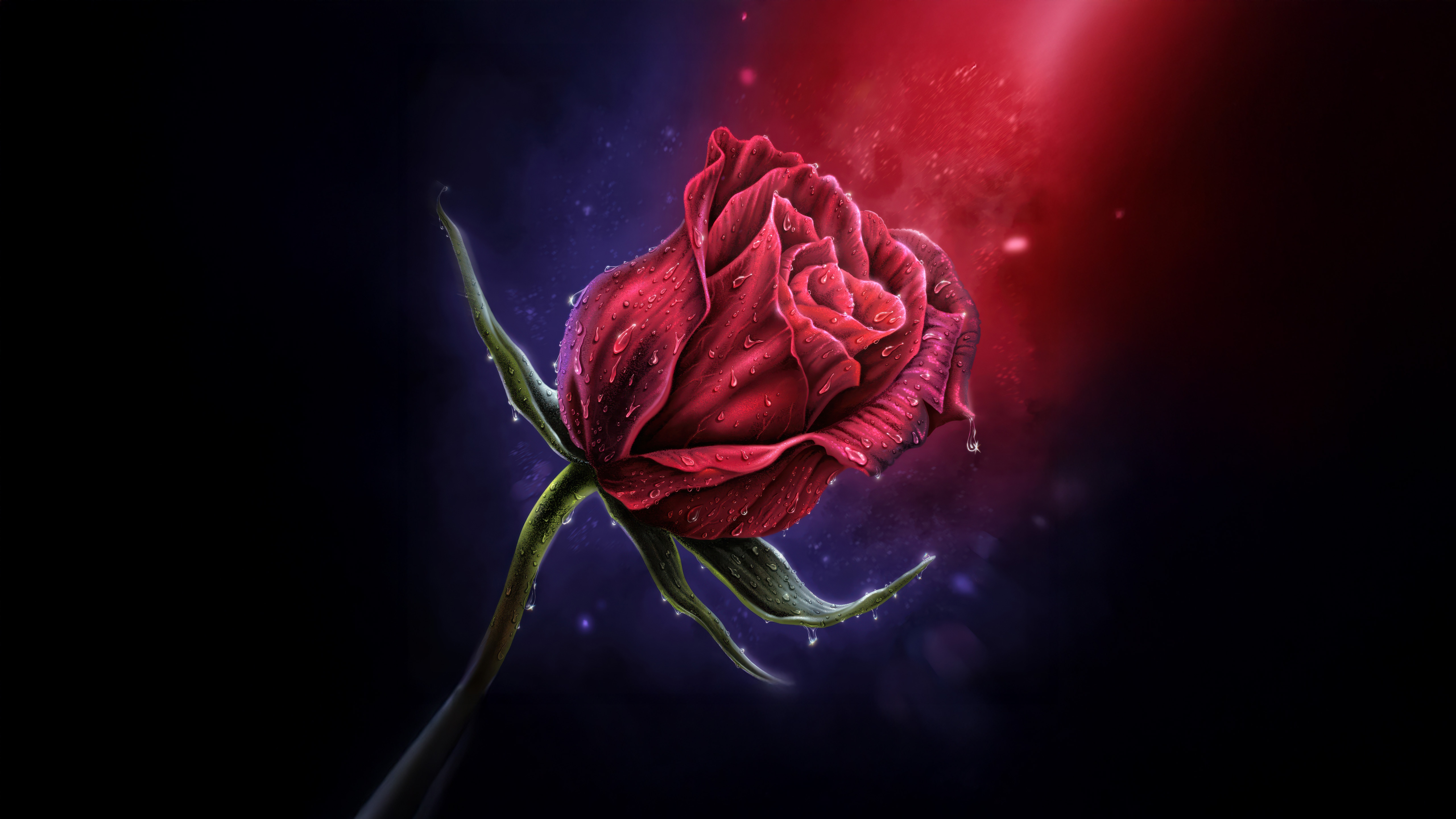 Red Rose with Water Droplets and Dramatic Lighting HD Wallpaper