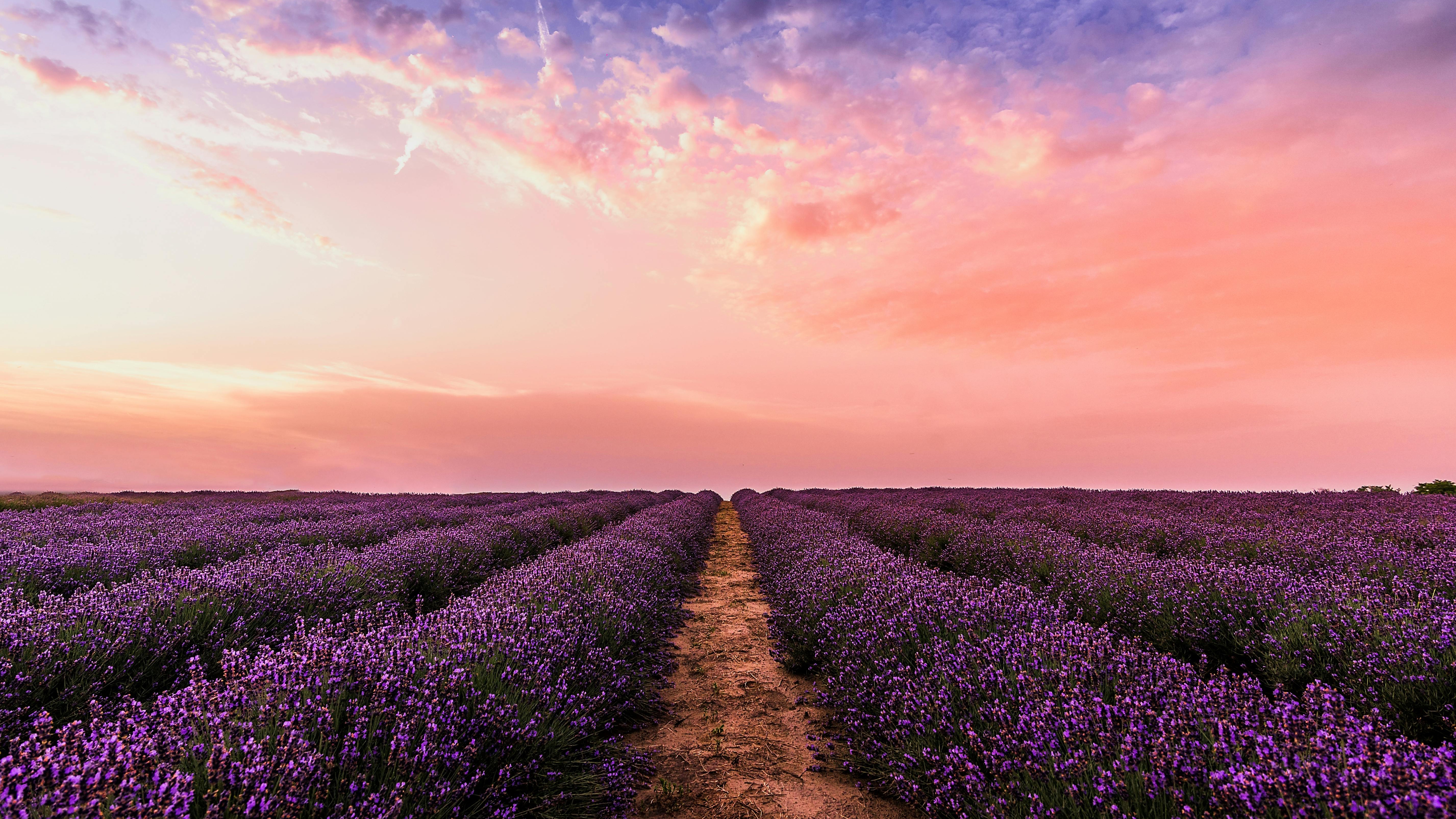 Lavender Fields at Sunset HD Wallpaper