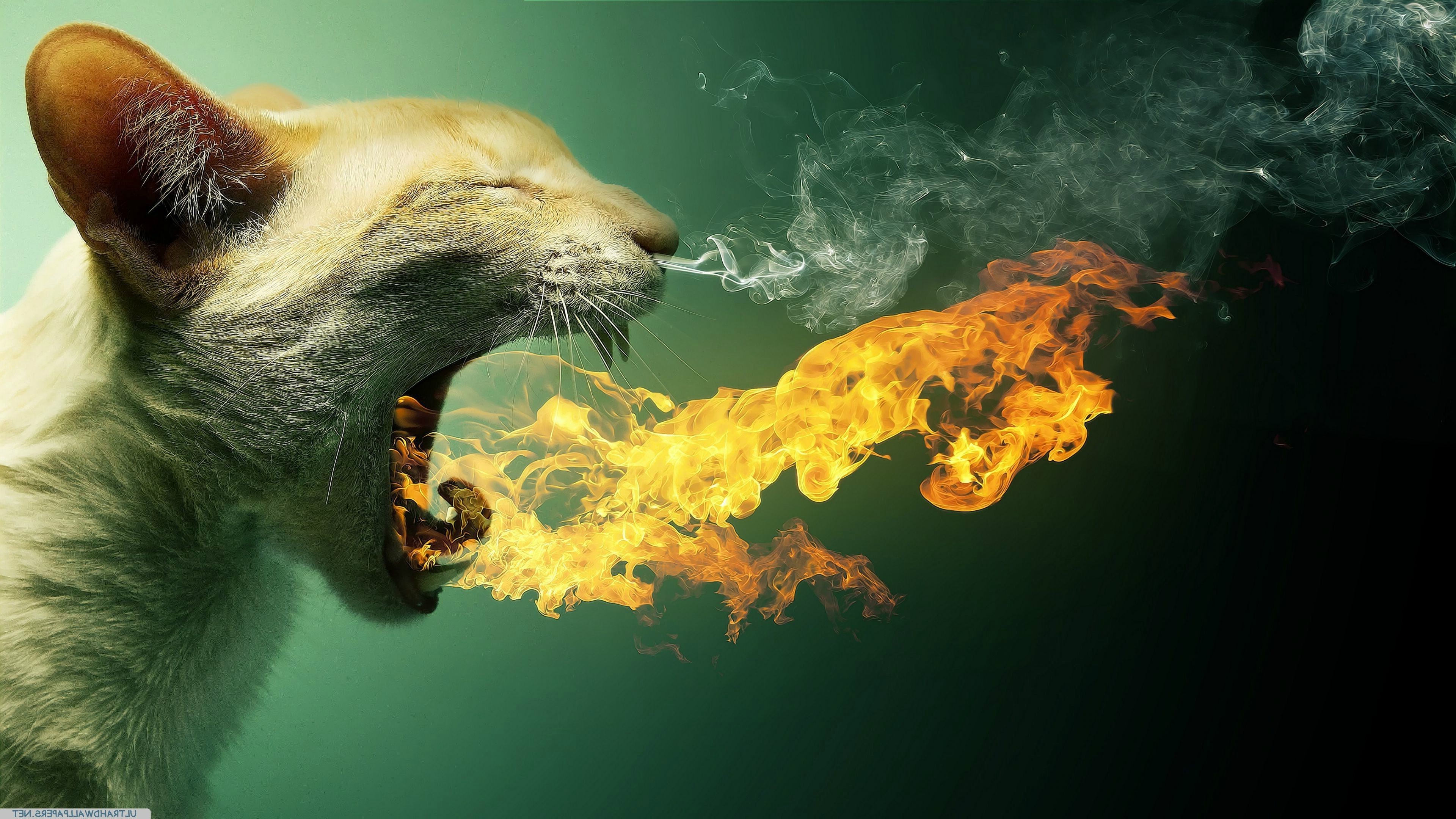 Cat breathing fire and smoke HD Wallpaper